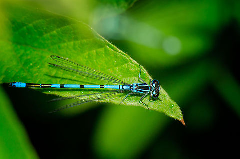 Azure damselfy top view horizontal  Azure Damselfly,Coenagrion puella,Geotagged,Heesch,Macro,The Netherlands