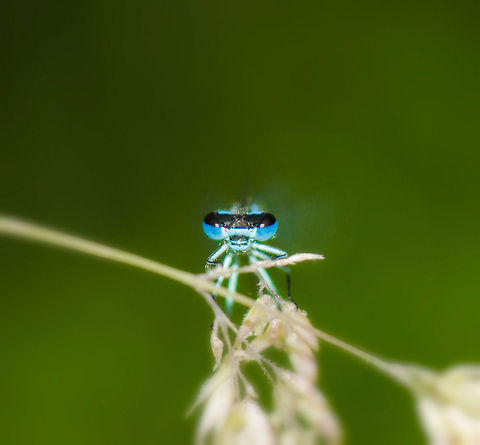 Azure damselfly front view I hope you're not getting bored of this species yet :) These fellas are remarkably comfortable with me, even during the period of day when they are most active.  Azure Damselfly,Coenagrion puella,Geotagged,Heesch,Macro,The Netherlands