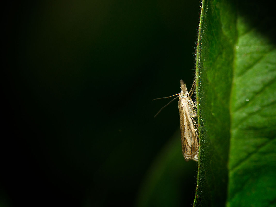 Crambus lathoniellus on edge of leaf This is not a night shot. I generally use a weak flash (-2EV) for handheld macro shots, yet if there is nothing in close distance from the foreground, you get this effect. Crambus lathoniellus,Geotagged,Heesch,Macro,The Netherlands