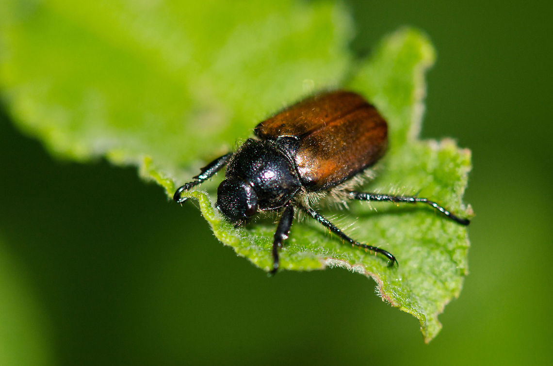 Bracken Chafer (Phyllopertha Horticola) It looks a bit like  Melolontha melolontha but I don&#039;t think that is an exact match. What do you think? Bracken Chafer,Geotagged,Heesch,Macro,Phyllopertha Horticola,The Netherlands
