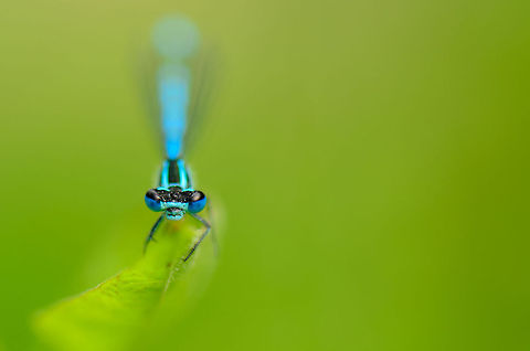 Blue chopper  Azure Damselfly,Coenagrion puella,Geotagged,Heesch,Macro,The Netherlands
