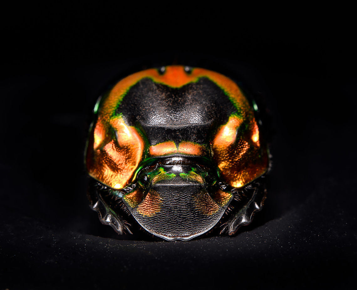 Phanaeus Imperator Specimen. A colorful and very shiny dung beetle originally from Argentina. This is the female. The male has a massive horn on its head. I have the male specimen too, but still need to process it. Note the big difference in color perceptions depending on the angle of the light hitting it.<br />
<figure class="photo"><a href="https://www.jungledragon.com/image/113116/phanaeus_imperator.html" title="Phanaeus Imperator"><img src="https://s3.amazonaws.com/media.jungledragon.com/images/2/113116_thumb.jpg?AWSAccessKeyId=05GMT0V3GWVNE7GGM1R2&Expires=1769040010&Signature=7FL4Q6bDgZzenp5%2FO2ppi7ow8XE%3D" width="200" height="164" alt="Phanaeus Imperator Specimen. A colorful and very shiny dung beetle originally from Argentina. This is the female. The male has a massive horn on its head. I have the male specimen too, but still need to process it. Note the big difference in color perceptions depending on the angle of the light hitting it.<br />
https://www.jungledragon.com/image/113116/phanaeus_imperator.html<br />
https://www.jungledragon.com/image/113117/phanaeus_imperator_-_pose.html<br />
https://www.jungledragon.com/image/113118/phanaeus_imperator_-_lateral.html<br />
https://www.jungledragon.com/image/113119/phanaeus_imperator.html<br />
https://www.jungledragon.com/image/113120/phanaeus_imperator_-_frontal.html<br />
https://www.jungledragon.com/image/113121/phanaeus_imperator_-_lateral_2.html Macro,Phanaeus Imperator" /></a></figure><br />
<figure class="photo"><a href="https://www.jungledragon.com/image/113117/phanaeus_imperator_-_pose.html" title="Phanaeus Imperator - pose"><img src="https://s3.amazonaws.com/media.jungledragon.com/images/2/113117_thumb.jpg?AWSAccessKeyId=05GMT0V3GWVNE7GGM1R2&Expires=1769040010&Signature=JUN1wZ2m2dh8brMPs2%2FsZLgX6PA%3D" width="200" height="134" alt="Phanaeus Imperator - pose Specimen. A colorful and very shiny dung beetle originally from Argentina. This is the female. The male has a massive horn on its head. I have the male specimen too, but still need to process it. Note the big difference in color perceptions depending on the angle of the light hitting it.<br />
https://www.jungledragon.com/image/113116/phanaeus_imperator.html<br />
https://www.jungledragon.com/image/113117/phanaeus_imperator_-_pose.html<br />
https://www.jungledragon.com/image/113118/phanaeus_imperator_-_lateral.html<br />
https://www.jungledragon.com/image/113119/phanaeus_imperator.html<br />
https://www.jungledragon.com/image/113120/phanaeus_imperator_-_frontal.html<br />
https://www.jungledragon.com/image/113121/phanaeus_imperator_-_lateral_2.html Macro,Phanaeus Imperator" /></a></figure><br />
<figure class="photo"><a href="https://www.jungledragon.com/image/113118/phanaeus_imperator_-_lateral.html" title="Phanaeus Imperator - lateral"><img src="https://s3.amazonaws.com/media.jungledragon.com/images/2/113118_thumb.jpg?AWSAccessKeyId=05GMT0V3GWVNE7GGM1R2&Expires=1769040010&Signature=WqDpWHXtFhR28j3stIFpNM3%2BB%2BY%3D" width="200" height="170" alt="Phanaeus Imperator - lateral Specimen. A colorful and very shiny dung beetle originally from Argentina. This is the female. The male has a massive horn on its head. I have the male specimen too, but still need to process it. Note the big difference in color perceptions depending on the angle of the light hitting it.<br />
https://www.jungledragon.com/image/113116/phanaeus_imperator.html<br />
https://www.jungledragon.com/image/113117/phanaeus_imperator_-_pose.html<br />
https://www.jungledragon.com/image/113118/phanaeus_imperator_-_lateral.html<br />
https://www.jungledragon.com/image/113119/phanaeus_imperator.html<br />
https://www.jungledragon.com/image/113120/phanaeus_imperator_-_frontal.html<br />
https://www.jungledragon.com/image/113121/phanaeus_imperator_-_lateral_2.html Macro,Phanaeus Imperator" /></a></figure><br />
<figure class="photo"><a href="https://www.jungledragon.com/image/113119/phanaeus_imperator.html" title="Phanaeus Imperator"><img src="https://s3.amazonaws.com/media.jungledragon.com/images/2/113119_thumb.jpg?AWSAccessKeyId=05GMT0V3GWVNE7GGM1R2&Expires=1769040010&Signature=ClTD2g8YzTmfaqFZvcxrBOWgCDs%3D" width="200" height="186" alt="Phanaeus Imperator Specimen. A colorful and very shiny dung beetle originally from Argentina. This is the female. The male has a massive horn on its head. I have the male specimen too, but still need to process it. Note the big difference in color perceptions depending on the angle of the light hitting it.<br />
https://www.jungledragon.com/image/113116/phanaeus_imperator.html<br />
https://www.jungledragon.com/image/113117/phanaeus_imperator_-_pose.html<br />
https://www.jungledragon.com/image/113118/phanaeus_imperator_-_lateral.html<br />
https://www.jungledragon.com/image/113119/phanaeus_imperator.html<br />
https://www.jungledragon.com/image/113120/phanaeus_imperator_-_frontal.html<br />
https://www.jungledragon.com/image/113121/phanaeus_imperator_-_lateral_2.html Extreme Macro,Phanaeus Imperator" /></a></figure><br />
<figure class="photo"><a href="https://www.jungledragon.com/image/113120/phanaeus_imperator_-_frontal.html" title="Phanaeus Imperator - frontal"><img src="https://s3.amazonaws.com/media.jungledragon.com/images/2/113120_thumb.jpg?AWSAccessKeyId=05GMT0V3GWVNE7GGM1R2&Expires=1769040010&Signature=BZm73FLBJ3dTDQ7KuXc0IKChx%2FM%3D" width="200" height="134" alt="Phanaeus Imperator - frontal Specimen. A colorful and very shiny dung beetle originally from Argentina. This is the female. The male has a massive horn on its head. I have the male specimen too, but still need to process it. Note the big difference in color perceptions depending on the angle of the light hitting it.<br />
https://www.jungledragon.com/image/113116/phanaeus_imperator.html<br />
https://www.jungledragon.com/image/113117/phanaeus_imperator_-_pose.html<br />
https://www.jungledragon.com/image/113118/phanaeus_imperator_-_lateral.html<br />
https://www.jungledragon.com/image/113119/phanaeus_imperator.html<br />
https://www.jungledragon.com/image/113120/phanaeus_imperator_-_frontal.html<br />
https://www.jungledragon.com/image/113121/phanaeus_imperator_-_lateral_2.html Extreme Macro,Extreme Macro Portraits,Phanaeus Imperator" /></a></figure><br />
<figure class="photo"><a href="https://www.jungledragon.com/image/113121/phanaeus_imperator_-_lateral_2.html" title="Phanaeus Imperator - lateral 2"><img src="https://s3.amazonaws.com/media.jungledragon.com/images/2/113121_thumb.jpg?AWSAccessKeyId=05GMT0V3GWVNE7GGM1R2&Expires=1769040010&Signature=GFL5yfmNEPJt%2FfxNYP%2BIjgd%2FuN0%3D" width="200" height="150" alt="Phanaeus Imperator - lateral 2 Specimen. A colorful and very shiny dung beetle originally from Argentina. This is the female. The male has a massive horn on its head. I have the male specimen too, but still need to process it. Note the big difference in color perceptions depending on the angle of the light hitting it.<br />
https://www.jungledragon.com/image/113116/phanaeus_imperator.html<br />
https://www.jungledragon.com/image/113117/phanaeus_imperator_-_pose.html<br />
https://www.jungledragon.com/image/113118/phanaeus_imperator_-_lateral.html<br />
https://www.jungledragon.com/image/113119/phanaeus_imperator.html<br />
https://www.jungledragon.com/image/113120/phanaeus_imperator_-_frontal.html<br />
https://www.jungledragon.com/image/113121/phanaeus_imperator_-_lateral_2.html Extreme Macro,Phanaeus Imperator" /></a></figure> Macro,Phanaeus Imperator