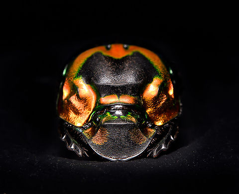 Phanaeus Imperator Specimen. A colorful and very shiny dung beetle originally from Argentina. This is the female. The male has a massive horn on its head. I have the male specimen too, but still need to process it. Note the big difference in color perceptions depending on the angle of the light hitting it.
https://www.jungledragon.com/image/113116/phanaeus_imperator.html
https://www.jungledragon.com/image/113117/phanaeus_imperator_-_pose.html
https://www.jungledragon.com/image/113118/phanaeus_imperator_-_lateral.html
https://www.jungledragon.com/image/113119/phanaeus_imperator.html
https://www.jungledragon.com/image/113120/phanaeus_imperator_-_frontal.html
https://www.jungledragon.com/image/113121/phanaeus_imperator_-_lateral_2.html Macro,Phanaeus Imperator