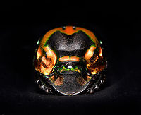 Phanaeus Imperator Specimen. A colorful and very shiny dung beetle originally from Argentina. This is the female. The male has a massive horn on its head. I have the male specimen too, but still need to process it. Note the big difference in color perceptions depending on the angle of the light hitting it.<br />
https://www.jungledragon.com/image/113116/phanaeus_imperator.html<br />
https://www.jungledragon.com/image/113117/phanaeus_imperator_-_pose.html<br />
https://www.jungledragon.com/image/113118/phanaeus_imperator_-_lateral.html<br />
https://www.jungledragon.com/image/113119/phanaeus_imperator.html<br />
https://www.jungledragon.com/image/113120/phanaeus_imperator_-_frontal.html<br />
https://www.jungledragon.com/image/113121/phanaeus_imperator_-_lateral_2.html Macro,Phanaeus Imperator
