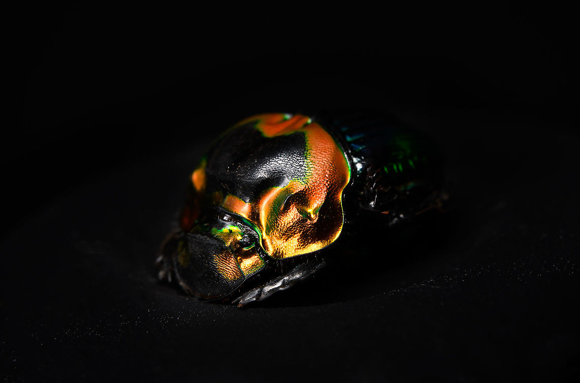 Phanaeus Imperator - pose Specimen. A colorful and very shiny dung beetle originally from Argentina. This is the female. The male has a massive horn on its head. I have the male specimen too, but still need to process it. Note the big difference in color perceptions depending on the angle of the light hitting it.<br />
<figure class="photo"><a href="https://www.jungledragon.com/image/113116/phanaeus_imperator.html" title="Phanaeus Imperator"><img src="https://s3.amazonaws.com/media.jungledragon.com/images/2/113116_thumb.jpg?AWSAccessKeyId=05GMT0V3GWVNE7GGM1R2&Expires=1767225610&Signature=Zmp0d6GNdr2gF87mEwj1SXpZ4Sg%3D" width="200" height="164" alt="Phanaeus Imperator Specimen. A colorful and very shiny dung beetle originally from Argentina. This is the female. The male has a massive horn on its head. I have the male specimen too, but still need to process it. Note the big difference in color perceptions depending on the angle of the light hitting it.<br />
https://www.jungledragon.com/image/113116/phanaeus_imperator.html<br />
https://www.jungledragon.com/image/113117/phanaeus_imperator_-_pose.html<br />
https://www.jungledragon.com/image/113118/phanaeus_imperator_-_lateral.html<br />
https://www.jungledragon.com/image/113119/phanaeus_imperator.html<br />
https://www.jungledragon.com/image/113120/phanaeus_imperator_-_frontal.html<br />
https://www.jungledragon.com/image/113121/phanaeus_imperator_-_lateral_2.html Macro,Phanaeus Imperator" /></a></figure><br />
<figure class="photo"><a href="https://www.jungledragon.com/image/113117/phanaeus_imperator_-_pose.html" title="Phanaeus Imperator - pose"><img src="https://s3.amazonaws.com/media.jungledragon.com/images/2/113117_thumb.jpg?AWSAccessKeyId=05GMT0V3GWVNE7GGM1R2&Expires=1767225610&Signature=r2FeF92KAmeW9nOeLmvqO9yW5ww%3D" width="200" height="134" alt="Phanaeus Imperator - pose Specimen. A colorful and very shiny dung beetle originally from Argentina. This is the female. The male has a massive horn on its head. I have the male specimen too, but still need to process it. Note the big difference in color perceptions depending on the angle of the light hitting it.<br />
https://www.jungledragon.com/image/113116/phanaeus_imperator.html<br />
https://www.jungledragon.com/image/113117/phanaeus_imperator_-_pose.html<br />
https://www.jungledragon.com/image/113118/phanaeus_imperator_-_lateral.html<br />
https://www.jungledragon.com/image/113119/phanaeus_imperator.html<br />
https://www.jungledragon.com/image/113120/phanaeus_imperator_-_frontal.html<br />
https://www.jungledragon.com/image/113121/phanaeus_imperator_-_lateral_2.html Macro,Phanaeus Imperator" /></a></figure><br />
<figure class="photo"><a href="https://www.jungledragon.com/image/113118/phanaeus_imperator_-_lateral.html" title="Phanaeus Imperator - lateral"><img src="https://s3.amazonaws.com/media.jungledragon.com/images/2/113118_thumb.jpg?AWSAccessKeyId=05GMT0V3GWVNE7GGM1R2&Expires=1767225610&Signature=dUFVIlN224JVwg2YhaVDpwCipzs%3D" width="200" height="170" alt="Phanaeus Imperator - lateral Specimen. A colorful and very shiny dung beetle originally from Argentina. This is the female. The male has a massive horn on its head. I have the male specimen too, but still need to process it. Note the big difference in color perceptions depending on the angle of the light hitting it.<br />
https://www.jungledragon.com/image/113116/phanaeus_imperator.html<br />
https://www.jungledragon.com/image/113117/phanaeus_imperator_-_pose.html<br />
https://www.jungledragon.com/image/113118/phanaeus_imperator_-_lateral.html<br />
https://www.jungledragon.com/image/113119/phanaeus_imperator.html<br />
https://www.jungledragon.com/image/113120/phanaeus_imperator_-_frontal.html<br />
https://www.jungledragon.com/image/113121/phanaeus_imperator_-_lateral_2.html Macro,Phanaeus Imperator" /></a></figure><br />
<figure class="photo"><a href="https://www.jungledragon.com/image/113119/phanaeus_imperator.html" title="Phanaeus Imperator"><img src="https://s3.amazonaws.com/media.jungledragon.com/images/2/113119_thumb.jpg?AWSAccessKeyId=05GMT0V3GWVNE7GGM1R2&Expires=1767225610&Signature=NrYIPi80q1lv%2Fa%2FEb09HitI7xVI%3D" width="200" height="186" alt="Phanaeus Imperator Specimen. A colorful and very shiny dung beetle originally from Argentina. This is the female. The male has a massive horn on its head. I have the male specimen too, but still need to process it. Note the big difference in color perceptions depending on the angle of the light hitting it.<br />
https://www.jungledragon.com/image/113116/phanaeus_imperator.html<br />
https://www.jungledragon.com/image/113117/phanaeus_imperator_-_pose.html<br />
https://www.jungledragon.com/image/113118/phanaeus_imperator_-_lateral.html<br />
https://www.jungledragon.com/image/113119/phanaeus_imperator.html<br />
https://www.jungledragon.com/image/113120/phanaeus_imperator_-_frontal.html<br />
https://www.jungledragon.com/image/113121/phanaeus_imperator_-_lateral_2.html Extreme Macro,Phanaeus Imperator" /></a></figure><br />
<figure class="photo"><a href="https://www.jungledragon.com/image/113120/phanaeus_imperator_-_frontal.html" title="Phanaeus Imperator - frontal"><img src="https://s3.amazonaws.com/media.jungledragon.com/images/2/113120_thumb.jpg?AWSAccessKeyId=05GMT0V3GWVNE7GGM1R2&Expires=1767225610&Signature=x2xcZ49TcGTVntCdeklmEgGo34M%3D" width="200" height="134" alt="Phanaeus Imperator - frontal Specimen. A colorful and very shiny dung beetle originally from Argentina. This is the female. The male has a massive horn on its head. I have the male specimen too, but still need to process it. Note the big difference in color perceptions depending on the angle of the light hitting it.<br />
https://www.jungledragon.com/image/113116/phanaeus_imperator.html<br />
https://www.jungledragon.com/image/113117/phanaeus_imperator_-_pose.html<br />
https://www.jungledragon.com/image/113118/phanaeus_imperator_-_lateral.html<br />
https://www.jungledragon.com/image/113119/phanaeus_imperator.html<br />
https://www.jungledragon.com/image/113120/phanaeus_imperator_-_frontal.html<br />
https://www.jungledragon.com/image/113121/phanaeus_imperator_-_lateral_2.html Extreme Macro,Extreme Macro Portraits,Phanaeus Imperator" /></a></figure><br />
<figure class="photo"><a href="https://www.jungledragon.com/image/113121/phanaeus_imperator_-_lateral_2.html" title="Phanaeus Imperator - lateral 2"><img src="https://s3.amazonaws.com/media.jungledragon.com/images/2/113121_thumb.jpg?AWSAccessKeyId=05GMT0V3GWVNE7GGM1R2&Expires=1767225610&Signature=y5Cat5L7IH0h51RgBEOiv7UDgBw%3D" width="200" height="150" alt="Phanaeus Imperator - lateral 2 Specimen. A colorful and very shiny dung beetle originally from Argentina. This is the female. The male has a massive horn on its head. I have the male specimen too, but still need to process it. Note the big difference in color perceptions depending on the angle of the light hitting it.<br />
https://www.jungledragon.com/image/113116/phanaeus_imperator.html<br />
https://www.jungledragon.com/image/113117/phanaeus_imperator_-_pose.html<br />
https://www.jungledragon.com/image/113118/phanaeus_imperator_-_lateral.html<br />
https://www.jungledragon.com/image/113119/phanaeus_imperator.html<br />
https://www.jungledragon.com/image/113120/phanaeus_imperator_-_frontal.html<br />
https://www.jungledragon.com/image/113121/phanaeus_imperator_-_lateral_2.html Extreme Macro,Phanaeus Imperator" /></a></figure> Macro,Phanaeus Imperator