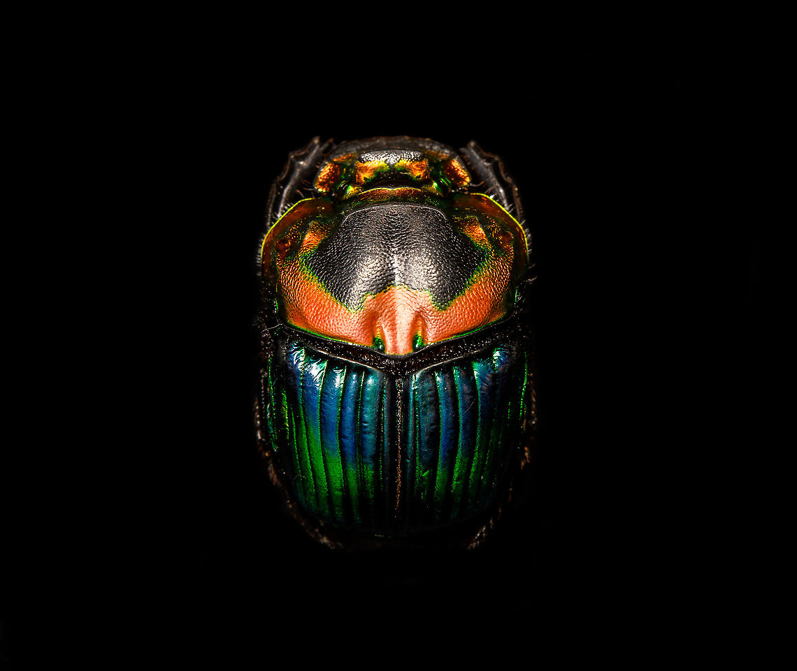 Phanaeus Imperator - lateral Specimen. A colorful and very shiny dung beetle originally from Argentina. This is the female. The male has a massive horn on its head. I have the male specimen too, but still need to process it. Note the big difference in color perceptions depending on the angle of the light hitting it.<br />
<figure class="photo"><a href="https://www.jungledragon.com/image/113116/phanaeus_imperator.html" title="Phanaeus Imperator"><img src="https://s3.amazonaws.com/media.jungledragon.com/images/2/113116_thumb.jpg?AWSAccessKeyId=05GMT0V3GWVNE7GGM1R2&Expires=1759968010&Signature=CnodbHhEgqrjYDA2HSsQAZ6N%2Fiw%3D" width="200" height="164" alt="Phanaeus Imperator Specimen. A colorful and very shiny dung beetle originally from Argentina. This is the female. The male has a massive horn on its head. I have the male specimen too, but still need to process it. Note the big difference in color perceptions depending on the angle of the light hitting it.<br />
https://www.jungledragon.com/image/113116/phanaeus_imperator.html<br />
https://www.jungledragon.com/image/113117/phanaeus_imperator_-_pose.html<br />
https://www.jungledragon.com/image/113118/phanaeus_imperator_-_lateral.html<br />
https://www.jungledragon.com/image/113119/phanaeus_imperator.html<br />
https://www.jungledragon.com/image/113120/phanaeus_imperator_-_frontal.html<br />
https://www.jungledragon.com/image/113121/phanaeus_imperator_-_lateral_2.html Macro,Phanaeus Imperator" /></a></figure><br />
<figure class="photo"><a href="https://www.jungledragon.com/image/113117/phanaeus_imperator_-_pose.html" title="Phanaeus Imperator - pose"><img src="https://s3.amazonaws.com/media.jungledragon.com/images/2/113117_thumb.jpg?AWSAccessKeyId=05GMT0V3GWVNE7GGM1R2&Expires=1759968010&Signature=AzZ6g45Hdod8AXtZMm7o1g1BFW8%3D" width="200" height="134" alt="Phanaeus Imperator - pose Specimen. A colorful and very shiny dung beetle originally from Argentina. This is the female. The male has a massive horn on its head. I have the male specimen too, but still need to process it. Note the big difference in color perceptions depending on the angle of the light hitting it.<br />
https://www.jungledragon.com/image/113116/phanaeus_imperator.html<br />
https://www.jungledragon.com/image/113117/phanaeus_imperator_-_pose.html<br />
https://www.jungledragon.com/image/113118/phanaeus_imperator_-_lateral.html<br />
https://www.jungledragon.com/image/113119/phanaeus_imperator.html<br />
https://www.jungledragon.com/image/113120/phanaeus_imperator_-_frontal.html<br />
https://www.jungledragon.com/image/113121/phanaeus_imperator_-_lateral_2.html Macro,Phanaeus Imperator" /></a></figure><br />
<figure class="photo"><a href="https://www.jungledragon.com/image/113118/phanaeus_imperator_-_lateral.html" title="Phanaeus Imperator - lateral"><img src="https://s3.amazonaws.com/media.jungledragon.com/images/2/113118_thumb.jpg?AWSAccessKeyId=05GMT0V3GWVNE7GGM1R2&Expires=1759968010&Signature=ddlmIbTTmTHFLJxe8zc6b2bk0BY%3D" width="200" height="170" alt="Phanaeus Imperator - lateral Specimen. A colorful and very shiny dung beetle originally from Argentina. This is the female. The male has a massive horn on its head. I have the male specimen too, but still need to process it. Note the big difference in color perceptions depending on the angle of the light hitting it.<br />
https://www.jungledragon.com/image/113116/phanaeus_imperator.html<br />
https://www.jungledragon.com/image/113117/phanaeus_imperator_-_pose.html<br />
https://www.jungledragon.com/image/113118/phanaeus_imperator_-_lateral.html<br />
https://www.jungledragon.com/image/113119/phanaeus_imperator.html<br />
https://www.jungledragon.com/image/113120/phanaeus_imperator_-_frontal.html<br />
https://www.jungledragon.com/image/113121/phanaeus_imperator_-_lateral_2.html Macro,Phanaeus Imperator" /></a></figure><br />
<figure class="photo"><a href="https://www.jungledragon.com/image/113119/phanaeus_imperator.html" title="Phanaeus Imperator"><img src="https://s3.amazonaws.com/media.jungledragon.com/images/2/113119_thumb.jpg?AWSAccessKeyId=05GMT0V3GWVNE7GGM1R2&Expires=1759968010&Signature=jt%2Bu6fPkyPTqEsk5h2XnJAO4PxE%3D" width="200" height="186" alt="Phanaeus Imperator Specimen. A colorful and very shiny dung beetle originally from Argentina. This is the female. The male has a massive horn on its head. I have the male specimen too, but still need to process it. Note the big difference in color perceptions depending on the angle of the light hitting it.<br />
https://www.jungledragon.com/image/113116/phanaeus_imperator.html<br />
https://www.jungledragon.com/image/113117/phanaeus_imperator_-_pose.html<br />
https://www.jungledragon.com/image/113118/phanaeus_imperator_-_lateral.html<br />
https://www.jungledragon.com/image/113119/phanaeus_imperator.html<br />
https://www.jungledragon.com/image/113120/phanaeus_imperator_-_frontal.html<br />
https://www.jungledragon.com/image/113121/phanaeus_imperator_-_lateral_2.html Extreme Macro,Phanaeus Imperator" /></a></figure><br />
<figure class="photo"><a href="https://www.jungledragon.com/image/113120/phanaeus_imperator_-_frontal.html" title="Phanaeus Imperator - frontal"><img src="https://s3.amazonaws.com/media.jungledragon.com/images/2/113120_thumb.jpg?AWSAccessKeyId=05GMT0V3GWVNE7GGM1R2&Expires=1759968010&Signature=lKXFhD7%2FTfArgrd3NEn0yvTH5SE%3D" width="200" height="134" alt="Phanaeus Imperator - frontal Specimen. A colorful and very shiny dung beetle originally from Argentina. This is the female. The male has a massive horn on its head. I have the male specimen too, but still need to process it. Note the big difference in color perceptions depending on the angle of the light hitting it.<br />
https://www.jungledragon.com/image/113116/phanaeus_imperator.html<br />
https://www.jungledragon.com/image/113117/phanaeus_imperator_-_pose.html<br />
https://www.jungledragon.com/image/113118/phanaeus_imperator_-_lateral.html<br />
https://www.jungledragon.com/image/113119/phanaeus_imperator.html<br />
https://www.jungledragon.com/image/113120/phanaeus_imperator_-_frontal.html<br />
https://www.jungledragon.com/image/113121/phanaeus_imperator_-_lateral_2.html Extreme Macro,Extreme Macro Portraits,Phanaeus Imperator" /></a></figure><br />
<figure class="photo"><a href="https://www.jungledragon.com/image/113121/phanaeus_imperator_-_lateral_2.html" title="Phanaeus Imperator - lateral 2"><img src="https://s3.amazonaws.com/media.jungledragon.com/images/2/113121_thumb.jpg?AWSAccessKeyId=05GMT0V3GWVNE7GGM1R2&Expires=1759968010&Signature=KcEd2E9gDZRz192vRs0Knej3Pzo%3D" width="200" height="150" alt="Phanaeus Imperator - lateral 2 Specimen. A colorful and very shiny dung beetle originally from Argentina. This is the female. The male has a massive horn on its head. I have the male specimen too, but still need to process it. Note the big difference in color perceptions depending on the angle of the light hitting it.<br />
https://www.jungledragon.com/image/113116/phanaeus_imperator.html<br />
https://www.jungledragon.com/image/113117/phanaeus_imperator_-_pose.html<br />
https://www.jungledragon.com/image/113118/phanaeus_imperator_-_lateral.html<br />
https://www.jungledragon.com/image/113119/phanaeus_imperator.html<br />
https://www.jungledragon.com/image/113120/phanaeus_imperator_-_frontal.html<br />
https://www.jungledragon.com/image/113121/phanaeus_imperator_-_lateral_2.html Extreme Macro,Phanaeus Imperator" /></a></figure> Macro,Phanaeus Imperator