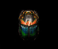 Phanaeus Imperator - lateral Specimen. A colorful and very shiny dung beetle originally from Argentina. This is the female. The male has a massive horn on its head. I have the male specimen too, but still need to process it. Note the big difference in color perceptions depending on the angle of the light hitting it.<br />
https://www.jungledragon.com/image/113116/phanaeus_imperator.html<br />
https://www.jungledragon.com/image/113117/phanaeus_imperator_-_pose.html<br />
https://www.jungledragon.com/image/113118/phanaeus_imperator_-_lateral.html<br />
https://www.jungledragon.com/image/113119/phanaeus_imperator.html<br />
https://www.jungledragon.com/image/113120/phanaeus_imperator_-_frontal.html<br />
https://www.jungledragon.com/image/113121/phanaeus_imperator_-_lateral_2.html Macro,Phanaeus Imperator