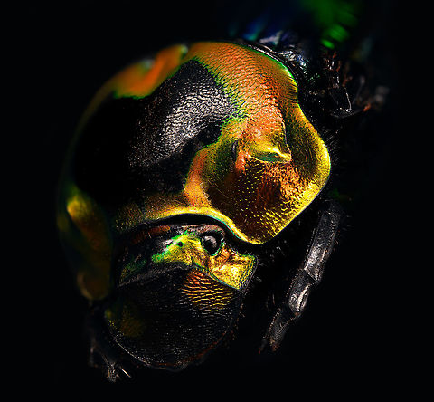 Phanaeus Imperator Specimen. A colorful and very shiny dung beetle originally from Argentina. This is the female. The male has a massive horn on its head. I have the male specimen too, but still need to process it. Note the big difference in color perceptions depending on the angle of the light hitting it.
https://www.jungledragon.com/image/113116/phanaeus_imperator.html
https://www.jungledragon.com/image/113117/phanaeus_imperator_-_pose.html
https://www.jungledragon.com/image/113118/phanaeus_imperator_-_lateral.html
https://www.jungledragon.com/image/113119/phanaeus_imperator.html
https://www.jungledragon.com/image/113120/phanaeus_imperator_-_frontal.html
https://www.jungledragon.com/image/113121/phanaeus_imperator_-_lateral_2.html Extreme Macro,Phanaeus Imperator