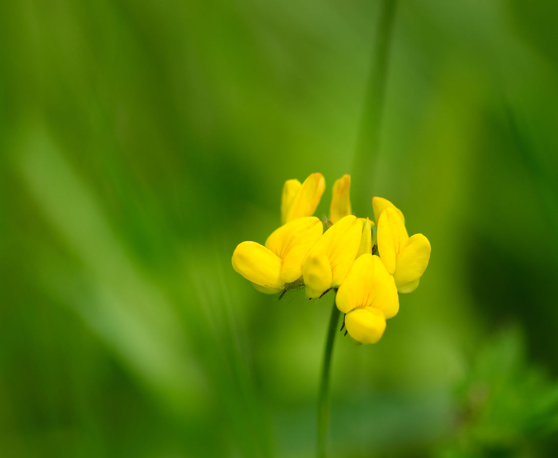 Bird's-foot Trefoil Spotted in a field in Heesch, the Netherlands.  Heesch,Lotus corniculatus,Macro