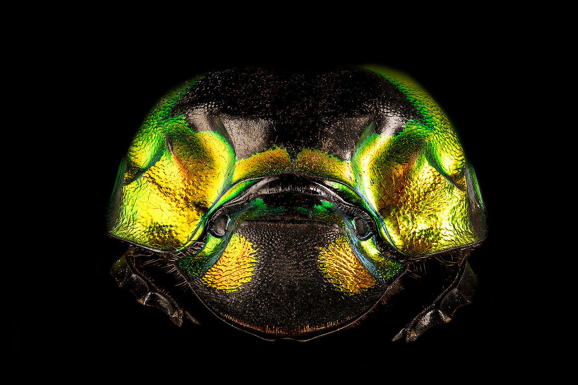 Phanaeus Imperator - frontal Specimen. A colorful and very shiny dung beetle originally from Argentina. This is the female. The male has a massive horn on its head. I have the male specimen too, but still need to process it. Note the big difference in color perceptions depending on the angle of the light hitting it.<br />
<figure class="photo"><a href="https://www.jungledragon.com/image/113116/phanaeus_imperator.html" title="Phanaeus Imperator"><img src="https://s3.amazonaws.com/media.jungledragon.com/images/2/113116_thumb.jpg?AWSAccessKeyId=05GMT0V3GWVNE7GGM1R2&Expires=1759968010&Signature=CnodbHhEgqrjYDA2HSsQAZ6N%2Fiw%3D" width="200" height="164" alt="Phanaeus Imperator Specimen. A colorful and very shiny dung beetle originally from Argentina. This is the female. The male has a massive horn on its head. I have the male specimen too, but still need to process it. Note the big difference in color perceptions depending on the angle of the light hitting it.<br />
https://www.jungledragon.com/image/113116/phanaeus_imperator.html<br />
https://www.jungledragon.com/image/113117/phanaeus_imperator_-_pose.html<br />
https://www.jungledragon.com/image/113118/phanaeus_imperator_-_lateral.html<br />
https://www.jungledragon.com/image/113119/phanaeus_imperator.html<br />
https://www.jungledragon.com/image/113120/phanaeus_imperator_-_frontal.html<br />
https://www.jungledragon.com/image/113121/phanaeus_imperator_-_lateral_2.html Macro,Phanaeus Imperator" /></a></figure><br />
<figure class="photo"><a href="https://www.jungledragon.com/image/113117/phanaeus_imperator_-_pose.html" title="Phanaeus Imperator - pose"><img src="https://s3.amazonaws.com/media.jungledragon.com/images/2/113117_thumb.jpg?AWSAccessKeyId=05GMT0V3GWVNE7GGM1R2&Expires=1759968010&Signature=AzZ6g45Hdod8AXtZMm7o1g1BFW8%3D" width="200" height="134" alt="Phanaeus Imperator - pose Specimen. A colorful and very shiny dung beetle originally from Argentina. This is the female. The male has a massive horn on its head. I have the male specimen too, but still need to process it. Note the big difference in color perceptions depending on the angle of the light hitting it.<br />
https://www.jungledragon.com/image/113116/phanaeus_imperator.html<br />
https://www.jungledragon.com/image/113117/phanaeus_imperator_-_pose.html<br />
https://www.jungledragon.com/image/113118/phanaeus_imperator_-_lateral.html<br />
https://www.jungledragon.com/image/113119/phanaeus_imperator.html<br />
https://www.jungledragon.com/image/113120/phanaeus_imperator_-_frontal.html<br />
https://www.jungledragon.com/image/113121/phanaeus_imperator_-_lateral_2.html Macro,Phanaeus Imperator" /></a></figure><br />
<figure class="photo"><a href="https://www.jungledragon.com/image/113118/phanaeus_imperator_-_lateral.html" title="Phanaeus Imperator - lateral"><img src="https://s3.amazonaws.com/media.jungledragon.com/images/2/113118_thumb.jpg?AWSAccessKeyId=05GMT0V3GWVNE7GGM1R2&Expires=1759968010&Signature=ddlmIbTTmTHFLJxe8zc6b2bk0BY%3D" width="200" height="170" alt="Phanaeus Imperator - lateral Specimen. A colorful and very shiny dung beetle originally from Argentina. This is the female. The male has a massive horn on its head. I have the male specimen too, but still need to process it. Note the big difference in color perceptions depending on the angle of the light hitting it.<br />
https://www.jungledragon.com/image/113116/phanaeus_imperator.html<br />
https://www.jungledragon.com/image/113117/phanaeus_imperator_-_pose.html<br />
https://www.jungledragon.com/image/113118/phanaeus_imperator_-_lateral.html<br />
https://www.jungledragon.com/image/113119/phanaeus_imperator.html<br />
https://www.jungledragon.com/image/113120/phanaeus_imperator_-_frontal.html<br />
https://www.jungledragon.com/image/113121/phanaeus_imperator_-_lateral_2.html Macro,Phanaeus Imperator" /></a></figure><br />
<figure class="photo"><a href="https://www.jungledragon.com/image/113119/phanaeus_imperator.html" title="Phanaeus Imperator"><img src="https://s3.amazonaws.com/media.jungledragon.com/images/2/113119_thumb.jpg?AWSAccessKeyId=05GMT0V3GWVNE7GGM1R2&Expires=1759968010&Signature=jt%2Bu6fPkyPTqEsk5h2XnJAO4PxE%3D" width="200" height="186" alt="Phanaeus Imperator Specimen. A colorful and very shiny dung beetle originally from Argentina. This is the female. The male has a massive horn on its head. I have the male specimen too, but still need to process it. Note the big difference in color perceptions depending on the angle of the light hitting it.<br />
https://www.jungledragon.com/image/113116/phanaeus_imperator.html<br />
https://www.jungledragon.com/image/113117/phanaeus_imperator_-_pose.html<br />
https://www.jungledragon.com/image/113118/phanaeus_imperator_-_lateral.html<br />
https://www.jungledragon.com/image/113119/phanaeus_imperator.html<br />
https://www.jungledragon.com/image/113120/phanaeus_imperator_-_frontal.html<br />
https://www.jungledragon.com/image/113121/phanaeus_imperator_-_lateral_2.html Extreme Macro,Phanaeus Imperator" /></a></figure><br />
<figure class="photo"><a href="https://www.jungledragon.com/image/113120/phanaeus_imperator_-_frontal.html" title="Phanaeus Imperator - frontal"><img src="https://s3.amazonaws.com/media.jungledragon.com/images/2/113120_thumb.jpg?AWSAccessKeyId=05GMT0V3GWVNE7GGM1R2&Expires=1759968010&Signature=lKXFhD7%2FTfArgrd3NEn0yvTH5SE%3D" width="200" height="134" alt="Phanaeus Imperator - frontal Specimen. A colorful and very shiny dung beetle originally from Argentina. This is the female. The male has a massive horn on its head. I have the male specimen too, but still need to process it. Note the big difference in color perceptions depending on the angle of the light hitting it.<br />
https://www.jungledragon.com/image/113116/phanaeus_imperator.html<br />
https://www.jungledragon.com/image/113117/phanaeus_imperator_-_pose.html<br />
https://www.jungledragon.com/image/113118/phanaeus_imperator_-_lateral.html<br />
https://www.jungledragon.com/image/113119/phanaeus_imperator.html<br />
https://www.jungledragon.com/image/113120/phanaeus_imperator_-_frontal.html<br />
https://www.jungledragon.com/image/113121/phanaeus_imperator_-_lateral_2.html Extreme Macro,Extreme Macro Portraits,Phanaeus Imperator" /></a></figure><br />
<figure class="photo"><a href="https://www.jungledragon.com/image/113121/phanaeus_imperator_-_lateral_2.html" title="Phanaeus Imperator - lateral 2"><img src="https://s3.amazonaws.com/media.jungledragon.com/images/2/113121_thumb.jpg?AWSAccessKeyId=05GMT0V3GWVNE7GGM1R2&Expires=1759968010&Signature=KcEd2E9gDZRz192vRs0Knej3Pzo%3D" width="200" height="150" alt="Phanaeus Imperator - lateral 2 Specimen. A colorful and very shiny dung beetle originally from Argentina. This is the female. The male has a massive horn on its head. I have the male specimen too, but still need to process it. Note the big difference in color perceptions depending on the angle of the light hitting it.<br />
https://www.jungledragon.com/image/113116/phanaeus_imperator.html<br />
https://www.jungledragon.com/image/113117/phanaeus_imperator_-_pose.html<br />
https://www.jungledragon.com/image/113118/phanaeus_imperator_-_lateral.html<br />
https://www.jungledragon.com/image/113119/phanaeus_imperator.html<br />
https://www.jungledragon.com/image/113120/phanaeus_imperator_-_frontal.html<br />
https://www.jungledragon.com/image/113121/phanaeus_imperator_-_lateral_2.html Extreme Macro,Phanaeus Imperator" /></a></figure> Extreme Macro,Extreme Macro Portraits,Phanaeus Imperator