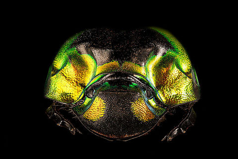 Phanaeus Imperator - frontal Specimen. A colorful and very shiny dung beetle originally from Argentina. This is the female. The male has a massive horn on its head. I have the male specimen too, but still need to process it. Note the big difference in color perceptions depending on the angle of the light hitting it.
https://www.jungledragon.com/image/113116/phanaeus_imperator.html
https://www.jungledragon.com/image/113117/phanaeus_imperator_-_pose.html
https://www.jungledragon.com/image/113118/phanaeus_imperator_-_lateral.html
https://www.jungledragon.com/image/113119/phanaeus_imperator.html
https://www.jungledragon.com/image/113120/phanaeus_imperator_-_frontal.html
https://www.jungledragon.com/image/113121/phanaeus_imperator_-_lateral_2.html Extreme Macro,Extreme Macro Portraits,Phanaeus Imperator