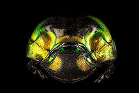 Phanaeus Imperator - frontal Specimen. A colorful and very shiny dung beetle originally from Argentina. This is the female. The male has a massive horn on its head. I have the male specimen too, but still need to process it. Note the big difference in color perceptions depending on the angle of the light hitting it.<br />
https://www.jungledragon.com/image/113116/phanaeus_imperator.html<br />
https://www.jungledragon.com/image/113117/phanaeus_imperator_-_pose.html<br />
https://www.jungledragon.com/image/113118/phanaeus_imperator_-_lateral.html<br />
https://www.jungledragon.com/image/113119/phanaeus_imperator.html<br />
https://www.jungledragon.com/image/113120/phanaeus_imperator_-_frontal.html<br />
https://www.jungledragon.com/image/113121/phanaeus_imperator_-_lateral_2.html Extreme Macro,Extreme Macro Portraits,Phanaeus Imperator