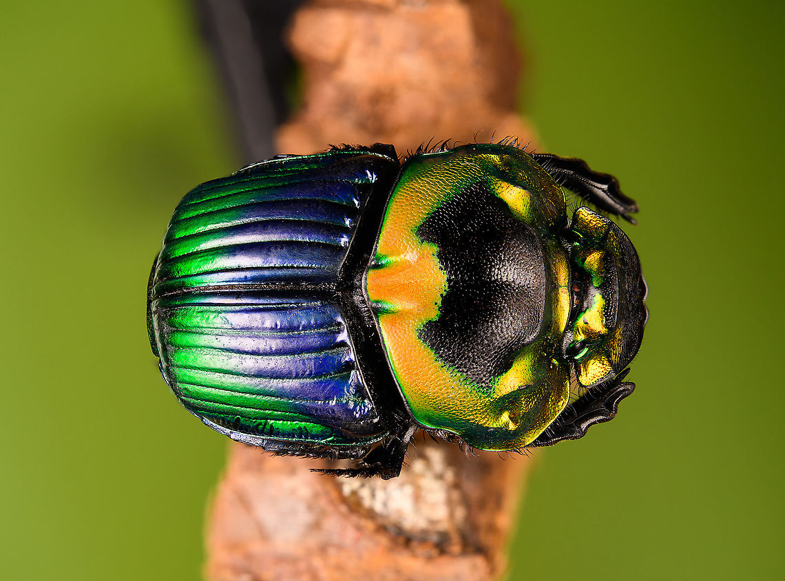 Phanaeus Imperator - lateral 2 Specimen. A colorful and very shiny dung beetle originally from Argentina. This is the female. The male has a massive horn on its head. I have the male specimen too, but still need to process it. Note the big difference in color perceptions depending on the angle of the light hitting it.<br />
<figure class="photo"><a href="https://www.jungledragon.com/image/113116/phanaeus_imperator.html" title="Phanaeus Imperator"><img src="https://s3.amazonaws.com/media.jungledragon.com/images/2/113116_thumb.jpg?AWSAccessKeyId=05GMT0V3GWVNE7GGM1R2&Expires=1759968010&Signature=CnodbHhEgqrjYDA2HSsQAZ6N%2Fiw%3D" width="200" height="164" alt="Phanaeus Imperator Specimen. A colorful and very shiny dung beetle originally from Argentina. This is the female. The male has a massive horn on its head. I have the male specimen too, but still need to process it. Note the big difference in color perceptions depending on the angle of the light hitting it.<br />
https://www.jungledragon.com/image/113116/phanaeus_imperator.html<br />
https://www.jungledragon.com/image/113117/phanaeus_imperator_-_pose.html<br />
https://www.jungledragon.com/image/113118/phanaeus_imperator_-_lateral.html<br />
https://www.jungledragon.com/image/113119/phanaeus_imperator.html<br />
https://www.jungledragon.com/image/113120/phanaeus_imperator_-_frontal.html<br />
https://www.jungledragon.com/image/113121/phanaeus_imperator_-_lateral_2.html Macro,Phanaeus Imperator" /></a></figure><br />
<figure class="photo"><a href="https://www.jungledragon.com/image/113117/phanaeus_imperator_-_pose.html" title="Phanaeus Imperator - pose"><img src="https://s3.amazonaws.com/media.jungledragon.com/images/2/113117_thumb.jpg?AWSAccessKeyId=05GMT0V3GWVNE7GGM1R2&Expires=1759968010&Signature=AzZ6g45Hdod8AXtZMm7o1g1BFW8%3D" width="200" height="134" alt="Phanaeus Imperator - pose Specimen. A colorful and very shiny dung beetle originally from Argentina. This is the female. The male has a massive horn on its head. I have the male specimen too, but still need to process it. Note the big difference in color perceptions depending on the angle of the light hitting it.<br />
https://www.jungledragon.com/image/113116/phanaeus_imperator.html<br />
https://www.jungledragon.com/image/113117/phanaeus_imperator_-_pose.html<br />
https://www.jungledragon.com/image/113118/phanaeus_imperator_-_lateral.html<br />
https://www.jungledragon.com/image/113119/phanaeus_imperator.html<br />
https://www.jungledragon.com/image/113120/phanaeus_imperator_-_frontal.html<br />
https://www.jungledragon.com/image/113121/phanaeus_imperator_-_lateral_2.html Macro,Phanaeus Imperator" /></a></figure><br />
<figure class="photo"><a href="https://www.jungledragon.com/image/113118/phanaeus_imperator_-_lateral.html" title="Phanaeus Imperator - lateral"><img src="https://s3.amazonaws.com/media.jungledragon.com/images/2/113118_thumb.jpg?AWSAccessKeyId=05GMT0V3GWVNE7GGM1R2&Expires=1759968010&Signature=ddlmIbTTmTHFLJxe8zc6b2bk0BY%3D" width="200" height="170" alt="Phanaeus Imperator - lateral Specimen. A colorful and very shiny dung beetle originally from Argentina. This is the female. The male has a massive horn on its head. I have the male specimen too, but still need to process it. Note the big difference in color perceptions depending on the angle of the light hitting it.<br />
https://www.jungledragon.com/image/113116/phanaeus_imperator.html<br />
https://www.jungledragon.com/image/113117/phanaeus_imperator_-_pose.html<br />
https://www.jungledragon.com/image/113118/phanaeus_imperator_-_lateral.html<br />
https://www.jungledragon.com/image/113119/phanaeus_imperator.html<br />
https://www.jungledragon.com/image/113120/phanaeus_imperator_-_frontal.html<br />
https://www.jungledragon.com/image/113121/phanaeus_imperator_-_lateral_2.html Macro,Phanaeus Imperator" /></a></figure><br />
<figure class="photo"><a href="https://www.jungledragon.com/image/113119/phanaeus_imperator.html" title="Phanaeus Imperator"><img src="https://s3.amazonaws.com/media.jungledragon.com/images/2/113119_thumb.jpg?AWSAccessKeyId=05GMT0V3GWVNE7GGM1R2&Expires=1759968010&Signature=jt%2Bu6fPkyPTqEsk5h2XnJAO4PxE%3D" width="200" height="186" alt="Phanaeus Imperator Specimen. A colorful and very shiny dung beetle originally from Argentina. This is the female. The male has a massive horn on its head. I have the male specimen too, but still need to process it. Note the big difference in color perceptions depending on the angle of the light hitting it.<br />
https://www.jungledragon.com/image/113116/phanaeus_imperator.html<br />
https://www.jungledragon.com/image/113117/phanaeus_imperator_-_pose.html<br />
https://www.jungledragon.com/image/113118/phanaeus_imperator_-_lateral.html<br />
https://www.jungledragon.com/image/113119/phanaeus_imperator.html<br />
https://www.jungledragon.com/image/113120/phanaeus_imperator_-_frontal.html<br />
https://www.jungledragon.com/image/113121/phanaeus_imperator_-_lateral_2.html Extreme Macro,Phanaeus Imperator" /></a></figure><br />
<figure class="photo"><a href="https://www.jungledragon.com/image/113120/phanaeus_imperator_-_frontal.html" title="Phanaeus Imperator - frontal"><img src="https://s3.amazonaws.com/media.jungledragon.com/images/2/113120_thumb.jpg?AWSAccessKeyId=05GMT0V3GWVNE7GGM1R2&Expires=1759968010&Signature=lKXFhD7%2FTfArgrd3NEn0yvTH5SE%3D" width="200" height="134" alt="Phanaeus Imperator - frontal Specimen. A colorful and very shiny dung beetle originally from Argentina. This is the female. The male has a massive horn on its head. I have the male specimen too, but still need to process it. Note the big difference in color perceptions depending on the angle of the light hitting it.<br />
https://www.jungledragon.com/image/113116/phanaeus_imperator.html<br />
https://www.jungledragon.com/image/113117/phanaeus_imperator_-_pose.html<br />
https://www.jungledragon.com/image/113118/phanaeus_imperator_-_lateral.html<br />
https://www.jungledragon.com/image/113119/phanaeus_imperator.html<br />
https://www.jungledragon.com/image/113120/phanaeus_imperator_-_frontal.html<br />
https://www.jungledragon.com/image/113121/phanaeus_imperator_-_lateral_2.html Extreme Macro,Extreme Macro Portraits,Phanaeus Imperator" /></a></figure><br />
<figure class="photo"><a href="https://www.jungledragon.com/image/113121/phanaeus_imperator_-_lateral_2.html" title="Phanaeus Imperator - lateral 2"><img src="https://s3.amazonaws.com/media.jungledragon.com/images/2/113121_thumb.jpg?AWSAccessKeyId=05GMT0V3GWVNE7GGM1R2&Expires=1759968010&Signature=KcEd2E9gDZRz192vRs0Knej3Pzo%3D" width="200" height="150" alt="Phanaeus Imperator - lateral 2 Specimen. A colorful and very shiny dung beetle originally from Argentina. This is the female. The male has a massive horn on its head. I have the male specimen too, but still need to process it. Note the big difference in color perceptions depending on the angle of the light hitting it.<br />
https://www.jungledragon.com/image/113116/phanaeus_imperator.html<br />
https://www.jungledragon.com/image/113117/phanaeus_imperator_-_pose.html<br />
https://www.jungledragon.com/image/113118/phanaeus_imperator_-_lateral.html<br />
https://www.jungledragon.com/image/113119/phanaeus_imperator.html<br />
https://www.jungledragon.com/image/113120/phanaeus_imperator_-_frontal.html<br />
https://www.jungledragon.com/image/113121/phanaeus_imperator_-_lateral_2.html Extreme Macro,Phanaeus Imperator" /></a></figure> Extreme Macro,Phanaeus Imperator