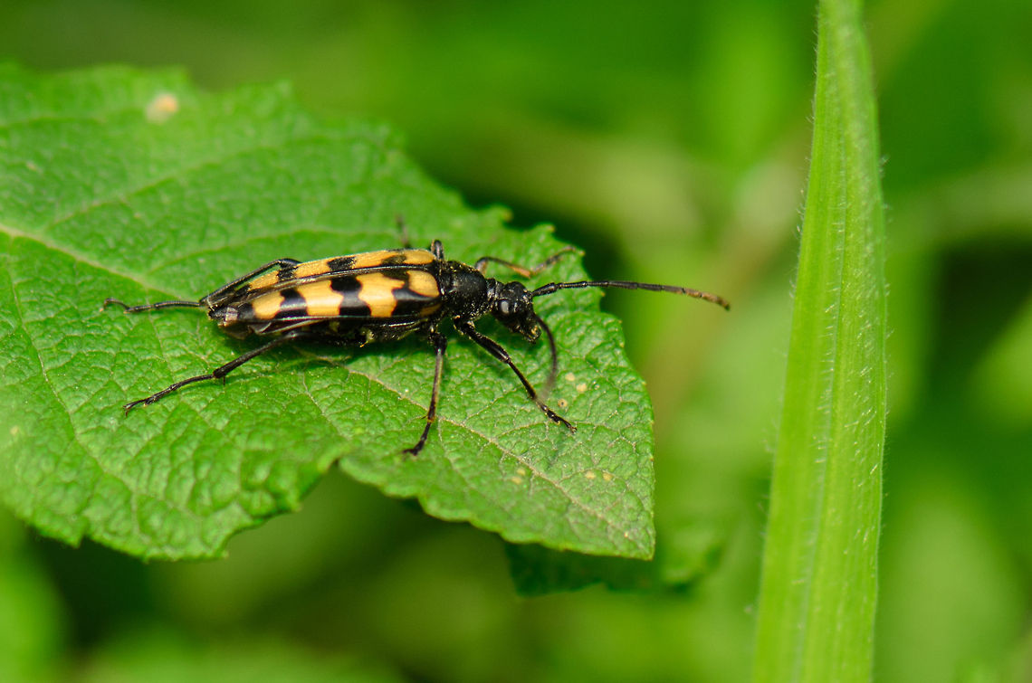 Four-banded Longhorn Beetle sunbathing on leaf  Four-banded Longhorn Beetle,Heesch,Leptura quadrifasciata,Macro