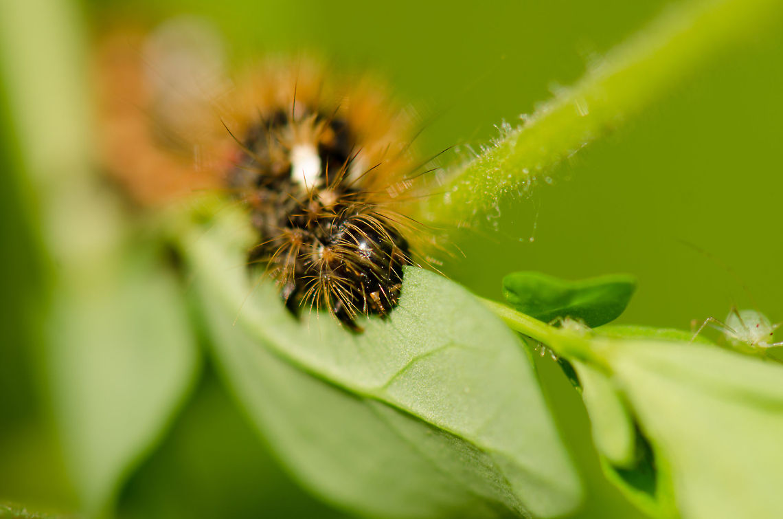 Knot Grass feeding on leaf A macro front view of a Knot Grass caterpillar where you can clearly see how it carves out the leaf. Acronicta rumicis,Geotagged,Heesch,Macro,The Netherlands