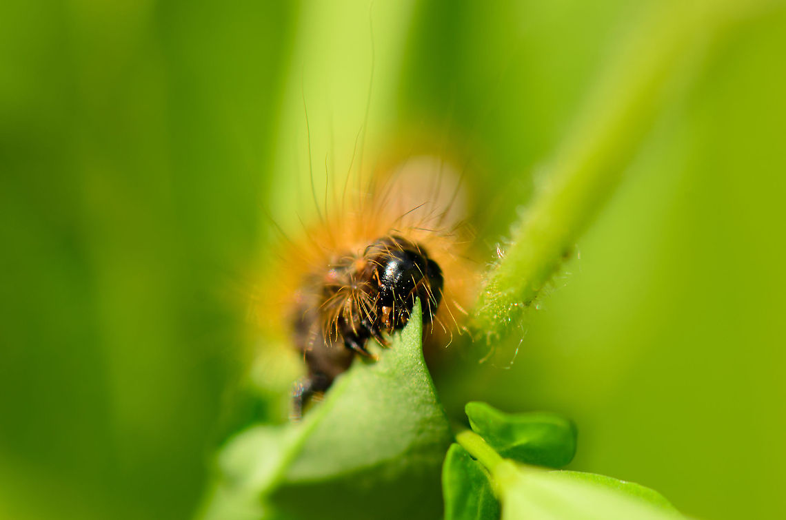Acronicta rumicis feeding on leaf front view  Acronicta rumicis,Heesch,Macro