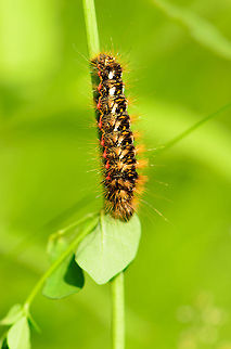 Acronicta rumicis full body view, climbing up This is quite a nice caterpillar to see. It has orange bristle hairs, an overall black body with yellow and white markings as well as a red lengthy line across its body. Acronicta rumicis,Heesch,Macro