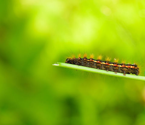 Knot Grass sideview This shot gives a view on the side of this beautiful caterpillar, highlighting the "flame" line of alternating red and yellow. Acronicta rumicis,Heesch,Macro