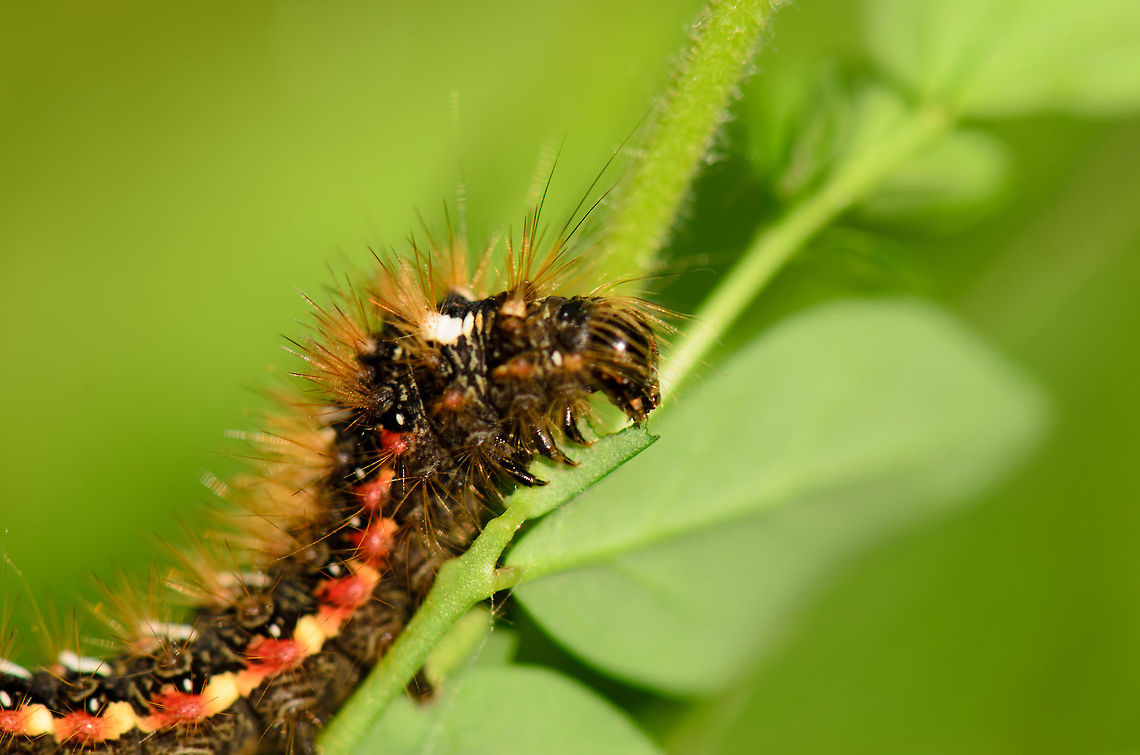 Acronicta rumicis macro Showing part of its body, its head and three pairs of legs. Acronicta rumicis,Heesch,Macro