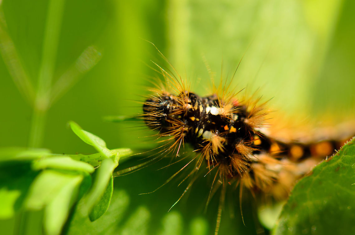 Acronicta rumicis head closeup  Acronicta rumicis,Heesch,Macro