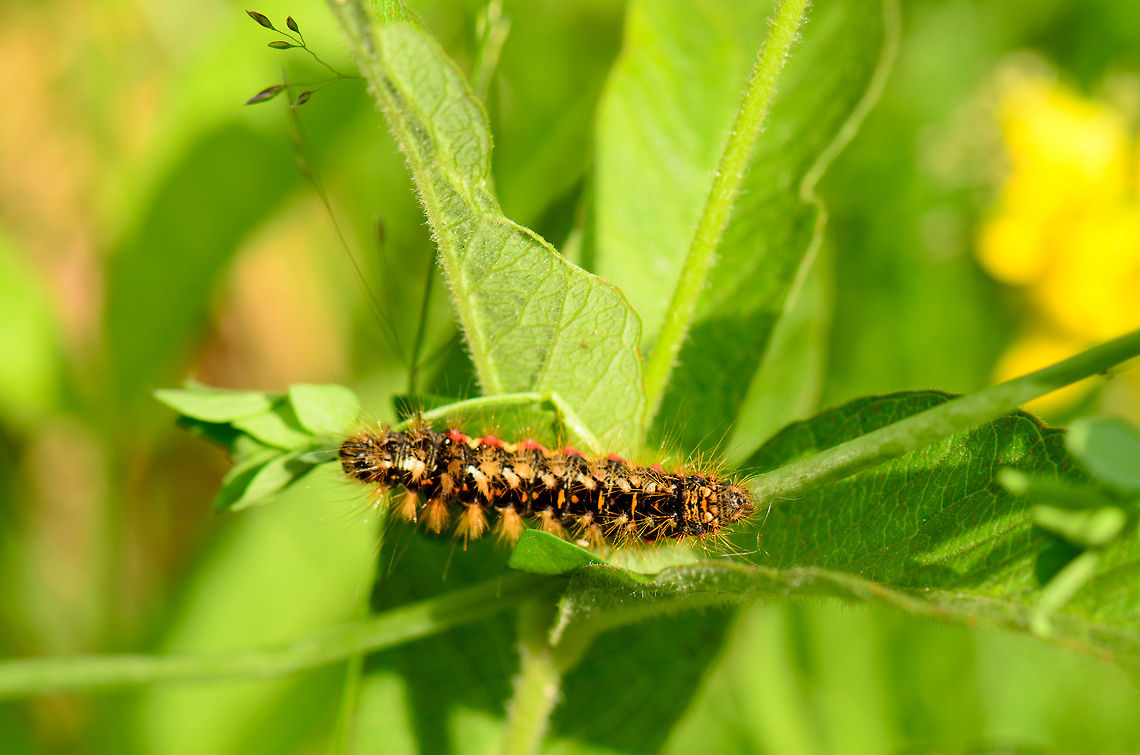 Acronicta rumicis full body view - top  Acronicta rumicis,Heesch,Macro