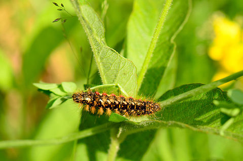 Acronicta rumicis full body view - top  Acronicta rumicis,Heesch,Macro