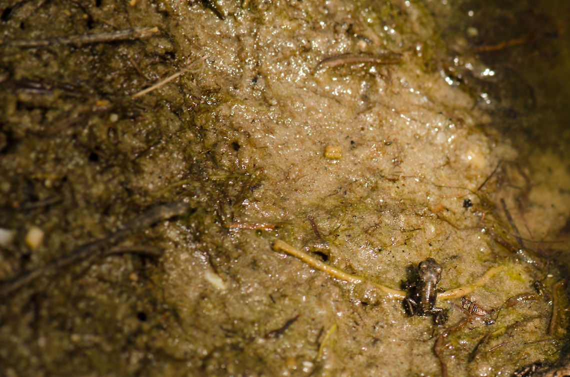 Brave new world At this small pond in the south of the Netherlands, hundreds if not thousands of tiny toads are struggling through the first days of their lives. They are as small as a flee, and one has to be careful not to step on them. They are always on hyper alert. Although tiny, any movement on my behalf, relatively far away, will trigger them to escape.  Bufo bufo,Common toad,Geotagged,Heesch,Macro,The Netherlands