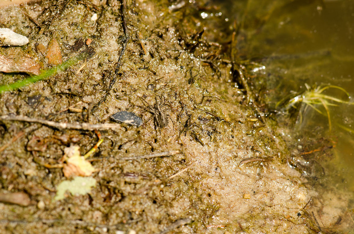 Species puzzle This photo holds a specie that I invite you to discover and identify. If you think that this is a lazy way to share a photo, I agree :) Heesch,Macro,Pardosa amentata,Spotted wolf spider