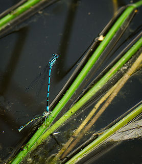 Azure Acrobats  Azure Damselfly,Coenagrion puella,Heesch,Macro