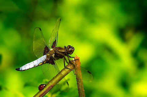Courageous lady bug The small lady bug sharing this branch managed to chase away the huge skimmer using it as a resting place. Sometimes courage is more important than size. Broad-bodied Chaser,Geotagged,Heesch,Libellula depressa,Macro,The Netherlands