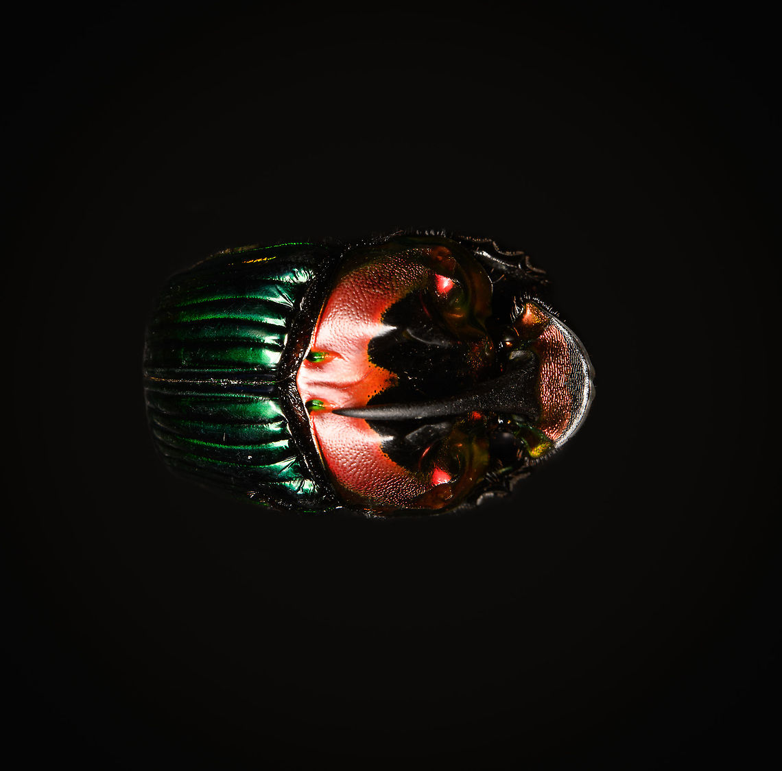 Phanaeus Imperator (male) - lateral Last week I posted the female of this stunning dung beetle from Argentina:<br />
<figure class="photo"><a href="https://www.jungledragon.com/image/113117/phanaeus_imperator_-_pose.html" title="Phanaeus Imperator - pose"><img src="https://s3.amazonaws.com/media.jungledragon.com/images/2/113117_thumb.jpg?AWSAccessKeyId=05GMT0V3GWVNE7GGM1R2&Expires=1759968010&Signature=AzZ6g45Hdod8AXtZMm7o1g1BFW8%3D" width="200" height="134" alt="Phanaeus Imperator - pose Specimen. A colorful and very shiny dung beetle originally from Argentina. This is the female. The male has a massive horn on its head. I have the male specimen too, but still need to process it. Note the big difference in color perceptions depending on the angle of the light hitting it.<br />
https://www.jungledragon.com/image/113116/phanaeus_imperator.html<br />
https://www.jungledragon.com/image/113117/phanaeus_imperator_-_pose.html<br />
https://www.jungledragon.com/image/113118/phanaeus_imperator_-_lateral.html<br />
https://www.jungledragon.com/image/113119/phanaeus_imperator.html<br />
https://www.jungledragon.com/image/113120/phanaeus_imperator_-_frontal.html<br />
https://www.jungledragon.com/image/113121/phanaeus_imperator_-_lateral_2.html Macro,Phanaeus Imperator" /></a></figure><br />
Hereby a series on the male. Equally shiny and colorful with a massive horn on the head added. <br />
<br />
<figure class="photo"><a href="https://www.jungledragon.com/image/113642/phanaeus_imperator_male_-_lateral.html" title="Phanaeus Imperator (male) - lateral"><img src="https://s3.amazonaws.com/media.jungledragon.com/images/2/113642_thumb.jpg?AWSAccessKeyId=05GMT0V3GWVNE7GGM1R2&Expires=1759968010&Signature=8llfe4fnPHo6nTin83rJ8zbDetY%3D" width="200" height="198" alt="Phanaeus Imperator (male) - lateral Last week I posted the female of this stunning dung beetle from Argentina:<br />
https://www.jungledragon.com/image/113117/phanaeus_imperator_-_pose.html<br />
Hereby a series on the male. Equally shiny and colorful with a massive horn on the head added. <br />
<br />
https://www.jungledragon.com/image/113642/phanaeus_imperator_male_-_lateral.html<br />
https://www.jungledragon.com/image/113643/phanaeus_imperator_male_-_pose.html<br />
https://www.jungledragon.com/image/113644/phanaeus_imperator_male_-_frontal.html<br />
https://www.jungledragon.com/image/113645/phanaeus_imperator_male_-_hat.html<br />
https://www.jungledragon.com/image/113647/phanaeus_imperator_male.html Macro,Phanaeus Imperator" /></a></figure><br />
<figure class="photo"><a href="https://www.jungledragon.com/image/113643/phanaeus_imperator_male_-_pose.html" title="Phanaeus Imperator (male) - pose"><img src="https://s3.amazonaws.com/media.jungledragon.com/images/2/113643_thumb.jpg?AWSAccessKeyId=05GMT0V3GWVNE7GGM1R2&Expires=1759968010&Signature=8kcAab%2Fovo83pFcuR2LldpJCfmA%3D" width="200" height="134" alt="Phanaeus Imperator (male) - pose Last week I posted the female of this stunning dung beetle from Argentina:<br />
https://www.jungledragon.com/image/113117/phanaeus_imperator_-_pose.html<br />
Hereby a series on the male. Equally shiny and colorful with a massive horn on the head added. <br />
<br />
https://www.jungledragon.com/image/113642/phanaeus_imperator_male_-_lateral.html<br />
https://www.jungledragon.com/image/113643/phanaeus_imperator_male_-_pose.html<br />
https://www.jungledragon.com/image/113644/phanaeus_imperator_male_-_frontal.html<br />
https://www.jungledragon.com/image/113645/phanaeus_imperator_male_-_hat.html<br />
https://www.jungledragon.com/image/113647/phanaeus_imperator_male.html Macro,Phanaeus Imperator" /></a></figure><br />
<figure class="photo"><a href="https://www.jungledragon.com/image/113644/phanaeus_imperator_male_-_frontal.html" title="Phanaeus Imperator (male) - frontal"><img src="https://s3.amazonaws.com/media.jungledragon.com/images/2/113644_thumb.jpg?AWSAccessKeyId=05GMT0V3GWVNE7GGM1R2&Expires=1759968010&Signature=NvY8qh5f343Thts4QAP7QOde49U%3D" width="200" height="200" alt="Phanaeus Imperator (male) - frontal Last week I posted the female of this stunning dung beetle from Argentina:<br />
https://www.jungledragon.com/image/113117/phanaeus_imperator_-_pose.html<br />
Hereby a series on the male. Equally shiny and colorful with a massive horn on the head added. <br />
<br />
https://www.jungledragon.com/image/113642/phanaeus_imperator_male_-_lateral.html<br />
https://www.jungledragon.com/image/113643/phanaeus_imperator_male_-_pose.html<br />
https://www.jungledragon.com/image/113644/phanaeus_imperator_male_-_frontal.html<br />
https://www.jungledragon.com/image/113645/phanaeus_imperator_male_-_hat.html<br />
https://www.jungledragon.com/image/113647/phanaeus_imperator_male.html Macro,Phanaeus Imperator" /></a></figure><br />
<figure class="photo"><a href="https://www.jungledragon.com/image/113645/phanaeus_imperator_male_-_hat.html" title="Phanaeus Imperator (male) - hat"><img src="https://s3.amazonaws.com/media.jungledragon.com/images/2/113645_thumb.jpg?AWSAccessKeyId=05GMT0V3GWVNE7GGM1R2&Expires=1759968010&Signature=S8oEQkXP1r053IExHevhbxNGG10%3D" width="200" height="150" alt="Phanaeus Imperator (male) - hat Last week I posted the female of this stunning dung beetle from Argentina:<br />
https://www.jungledragon.com/image/113117/phanaeus_imperator_-_pose.html<br />
Hereby a series on the male. Equally shiny and colorful with a massive horn on the head added. <br />
<br />
https://www.jungledragon.com/image/113642/phanaeus_imperator_male_-_lateral.html<br />
https://www.jungledragon.com/image/113643/phanaeus_imperator_male_-_pose.html<br />
https://www.jungledragon.com/image/113644/phanaeus_imperator_male_-_frontal.html<br />
https://www.jungledragon.com/image/113645/phanaeus_imperator_male_-_hat.html<br />
https://www.jungledragon.com/image/113647/phanaeus_imperator_male.html Extreme Macro,Extreme Macro Portraits,Phanaeus Imperator" /></a></figure><br />
<figure class="photo"><a href="https://www.jungledragon.com/image/113647/phanaeus_imperator_male.html" title="Phanaeus Imperator (male)"><img src="https://s3.amazonaws.com/media.jungledragon.com/images/2/113647_thumb.jpg?AWSAccessKeyId=05GMT0V3GWVNE7GGM1R2&Expires=1759968010&Signature=BEMc%2B1KrH0UpS6hy1i%2FIV8Iufng%3D" width="200" height="134" alt="Phanaeus Imperator (male) Last week I posted the female of this stunning dung beetle from Argentina:<br />
https://www.jungledragon.com/image/113117/phanaeus_imperator_-_pose.html<br />
Hereby a series on the male. Equally shiny and colorful with a massive horn on the head added. <br />
<br />
https://www.jungledragon.com/image/113642/phanaeus_imperator_male_-_lateral.html<br />
https://www.jungledragon.com/image/113643/phanaeus_imperator_male_-_pose.html<br />
https://www.jungledragon.com/image/113644/phanaeus_imperator_male_-_frontal.html<br />
https://www.jungledragon.com/image/113645/phanaeus_imperator_male_-_hat.html<br />
https://www.jungledragon.com/image/113647/phanaeus_imperator_male.html Extreme Macro,Phanaeus Imperator" /></a></figure> Macro,Phanaeus Imperator