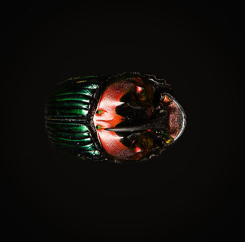 Phanaeus Imperator (male) - lateral Last week I posted the female of this stunning dung beetle from Argentina:
https://www.jungledragon.com/image/113117/phanaeus_imperator_-_pose.html
Hereby a series on the male. Equally shiny and colorful with a massive horn on the head added. 

https://www.jungledragon.com/image/113642/phanaeus_imperator_male_-_lateral.html
https://www.jungledragon.com/image/113643/phanaeus_imperator_male_-_pose.html
https://www.jungledragon.com/image/113644/phanaeus_imperator_male_-_frontal.html
https://www.jungledragon.com/image/113645/phanaeus_imperator_male_-_hat.html
https://www.jungledragon.com/image/113647/phanaeus_imperator_male.html Macro,Phanaeus Imperator