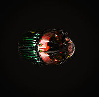 Phanaeus Imperator (male) - lateral Last week I posted the female of this stunning dung beetle from Argentina:<br />
https://www.jungledragon.com/image/113117/phanaeus_imperator_-_pose.html<br />
Hereby a series on the male. Equally shiny and colorful with a massive horn on the head added. <br />
<br />
https://www.jungledragon.com/image/113642/phanaeus_imperator_male_-_lateral.html<br />
https://www.jungledragon.com/image/113643/phanaeus_imperator_male_-_pose.html<br />
https://www.jungledragon.com/image/113644/phanaeus_imperator_male_-_frontal.html<br />
https://www.jungledragon.com/image/113645/phanaeus_imperator_male_-_hat.html<br />
https://www.jungledragon.com/image/113647/phanaeus_imperator_male.html Macro,Phanaeus Imperator