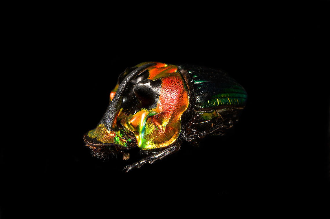Phanaeus Imperator (male) - pose Last week I posted the female of this stunning dung beetle from Argentina:<br />
<figure class="photo"><a href="https://www.jungledragon.com/image/113117/phanaeus_imperator_-_pose.html" title="Phanaeus Imperator - pose"><img src="https://s3.amazonaws.com/media.jungledragon.com/images/2/113117_thumb.jpg?AWSAccessKeyId=05GMT0V3GWVNE7GGM1R2&Expires=1759968010&Signature=AzZ6g45Hdod8AXtZMm7o1g1BFW8%3D" width="200" height="134" alt="Phanaeus Imperator - pose Specimen. A colorful and very shiny dung beetle originally from Argentina. This is the female. The male has a massive horn on its head. I have the male specimen too, but still need to process it. Note the big difference in color perceptions depending on the angle of the light hitting it.<br />
https://www.jungledragon.com/image/113116/phanaeus_imperator.html<br />
https://www.jungledragon.com/image/113117/phanaeus_imperator_-_pose.html<br />
https://www.jungledragon.com/image/113118/phanaeus_imperator_-_lateral.html<br />
https://www.jungledragon.com/image/113119/phanaeus_imperator.html<br />
https://www.jungledragon.com/image/113120/phanaeus_imperator_-_frontal.html<br />
https://www.jungledragon.com/image/113121/phanaeus_imperator_-_lateral_2.html Macro,Phanaeus Imperator" /></a></figure><br />
Hereby a series on the male. Equally shiny and colorful with a massive horn on the head added. <br />
<br />
<figure class="photo"><a href="https://www.jungledragon.com/image/113642/phanaeus_imperator_male_-_lateral.html" title="Phanaeus Imperator (male) - lateral"><img src="https://s3.amazonaws.com/media.jungledragon.com/images/2/113642_thumb.jpg?AWSAccessKeyId=05GMT0V3GWVNE7GGM1R2&Expires=1759968010&Signature=8llfe4fnPHo6nTin83rJ8zbDetY%3D" width="200" height="198" alt="Phanaeus Imperator (male) - lateral Last week I posted the female of this stunning dung beetle from Argentina:<br />
https://www.jungledragon.com/image/113117/phanaeus_imperator_-_pose.html<br />
Hereby a series on the male. Equally shiny and colorful with a massive horn on the head added. <br />
<br />
https://www.jungledragon.com/image/113642/phanaeus_imperator_male_-_lateral.html<br />
https://www.jungledragon.com/image/113643/phanaeus_imperator_male_-_pose.html<br />
https://www.jungledragon.com/image/113644/phanaeus_imperator_male_-_frontal.html<br />
https://www.jungledragon.com/image/113645/phanaeus_imperator_male_-_hat.html<br />
https://www.jungledragon.com/image/113647/phanaeus_imperator_male.html Macro,Phanaeus Imperator" /></a></figure><br />
<figure class="photo"><a href="https://www.jungledragon.com/image/113643/phanaeus_imperator_male_-_pose.html" title="Phanaeus Imperator (male) - pose"><img src="https://s3.amazonaws.com/media.jungledragon.com/images/2/113643_thumb.jpg?AWSAccessKeyId=05GMT0V3GWVNE7GGM1R2&Expires=1759968010&Signature=8kcAab%2Fovo83pFcuR2LldpJCfmA%3D" width="200" height="134" alt="Phanaeus Imperator (male) - pose Last week I posted the female of this stunning dung beetle from Argentina:<br />
https://www.jungledragon.com/image/113117/phanaeus_imperator_-_pose.html<br />
Hereby a series on the male. Equally shiny and colorful with a massive horn on the head added. <br />
<br />
https://www.jungledragon.com/image/113642/phanaeus_imperator_male_-_lateral.html<br />
https://www.jungledragon.com/image/113643/phanaeus_imperator_male_-_pose.html<br />
https://www.jungledragon.com/image/113644/phanaeus_imperator_male_-_frontal.html<br />
https://www.jungledragon.com/image/113645/phanaeus_imperator_male_-_hat.html<br />
https://www.jungledragon.com/image/113647/phanaeus_imperator_male.html Macro,Phanaeus Imperator" /></a></figure><br />
<figure class="photo"><a href="https://www.jungledragon.com/image/113644/phanaeus_imperator_male_-_frontal.html" title="Phanaeus Imperator (male) - frontal"><img src="https://s3.amazonaws.com/media.jungledragon.com/images/2/113644_thumb.jpg?AWSAccessKeyId=05GMT0V3GWVNE7GGM1R2&Expires=1759968010&Signature=NvY8qh5f343Thts4QAP7QOde49U%3D" width="200" height="200" alt="Phanaeus Imperator (male) - frontal Last week I posted the female of this stunning dung beetle from Argentina:<br />
https://www.jungledragon.com/image/113117/phanaeus_imperator_-_pose.html<br />
Hereby a series on the male. Equally shiny and colorful with a massive horn on the head added. <br />
<br />
https://www.jungledragon.com/image/113642/phanaeus_imperator_male_-_lateral.html<br />
https://www.jungledragon.com/image/113643/phanaeus_imperator_male_-_pose.html<br />
https://www.jungledragon.com/image/113644/phanaeus_imperator_male_-_frontal.html<br />
https://www.jungledragon.com/image/113645/phanaeus_imperator_male_-_hat.html<br />
https://www.jungledragon.com/image/113647/phanaeus_imperator_male.html Macro,Phanaeus Imperator" /></a></figure><br />
<figure class="photo"><a href="https://www.jungledragon.com/image/113645/phanaeus_imperator_male_-_hat.html" title="Phanaeus Imperator (male) - hat"><img src="https://s3.amazonaws.com/media.jungledragon.com/images/2/113645_thumb.jpg?AWSAccessKeyId=05GMT0V3GWVNE7GGM1R2&Expires=1759968010&Signature=S8oEQkXP1r053IExHevhbxNGG10%3D" width="200" height="150" alt="Phanaeus Imperator (male) - hat Last week I posted the female of this stunning dung beetle from Argentina:<br />
https://www.jungledragon.com/image/113117/phanaeus_imperator_-_pose.html<br />
Hereby a series on the male. Equally shiny and colorful with a massive horn on the head added. <br />
<br />
https://www.jungledragon.com/image/113642/phanaeus_imperator_male_-_lateral.html<br />
https://www.jungledragon.com/image/113643/phanaeus_imperator_male_-_pose.html<br />
https://www.jungledragon.com/image/113644/phanaeus_imperator_male_-_frontal.html<br />
https://www.jungledragon.com/image/113645/phanaeus_imperator_male_-_hat.html<br />
https://www.jungledragon.com/image/113647/phanaeus_imperator_male.html Extreme Macro,Extreme Macro Portraits,Phanaeus Imperator" /></a></figure><br />
<figure class="photo"><a href="https://www.jungledragon.com/image/113647/phanaeus_imperator_male.html" title="Phanaeus Imperator (male)"><img src="https://s3.amazonaws.com/media.jungledragon.com/images/2/113647_thumb.jpg?AWSAccessKeyId=05GMT0V3GWVNE7GGM1R2&Expires=1759968010&Signature=BEMc%2B1KrH0UpS6hy1i%2FIV8Iufng%3D" width="200" height="134" alt="Phanaeus Imperator (male) Last week I posted the female of this stunning dung beetle from Argentina:<br />
https://www.jungledragon.com/image/113117/phanaeus_imperator_-_pose.html<br />
Hereby a series on the male. Equally shiny and colorful with a massive horn on the head added. <br />
<br />
https://www.jungledragon.com/image/113642/phanaeus_imperator_male_-_lateral.html<br />
https://www.jungledragon.com/image/113643/phanaeus_imperator_male_-_pose.html<br />
https://www.jungledragon.com/image/113644/phanaeus_imperator_male_-_frontal.html<br />
https://www.jungledragon.com/image/113645/phanaeus_imperator_male_-_hat.html<br />
https://www.jungledragon.com/image/113647/phanaeus_imperator_male.html Extreme Macro,Phanaeus Imperator" /></a></figure> Macro,Phanaeus Imperator
