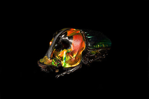 Phanaeus Imperator (male) - pose Last week I posted the female of this stunning dung beetle from Argentina:
https://www.jungledragon.com/image/113117/phanaeus_imperator_-_pose.html
Hereby a series on the male. Equally shiny and colorful with a massive horn on the head added. 

https://www.jungledragon.com/image/113642/phanaeus_imperator_male_-_lateral.html
https://www.jungledragon.com/image/113643/phanaeus_imperator_male_-_pose.html
https://www.jungledragon.com/image/113644/phanaeus_imperator_male_-_frontal.html
https://www.jungledragon.com/image/113645/phanaeus_imperator_male_-_hat.html
https://www.jungledragon.com/image/113647/phanaeus_imperator_male.html Macro,Phanaeus Imperator