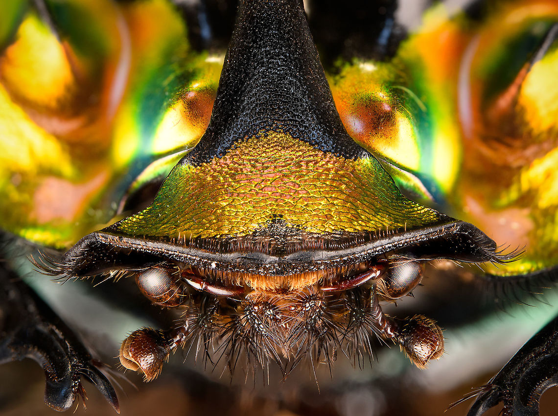 Phanaeus Imperator (male) - hat Last week I posted the female of this stunning dung beetle from Argentina:<br />
<figure class="photo"><a href="https://www.jungledragon.com/image/113117/phanaeus_imperator_-_pose.html" title="Phanaeus Imperator - pose"><img src="https://s3.amazonaws.com/media.jungledragon.com/images/2/113117_thumb.jpg?AWSAccessKeyId=05GMT0V3GWVNE7GGM1R2&Expires=1767225610&Signature=r2FeF92KAmeW9nOeLmvqO9yW5ww%3D" width="200" height="134" alt="Phanaeus Imperator - pose Specimen. A colorful and very shiny dung beetle originally from Argentina. This is the female. The male has a massive horn on its head. I have the male specimen too, but still need to process it. Note the big difference in color perceptions depending on the angle of the light hitting it.<br />
https://www.jungledragon.com/image/113116/phanaeus_imperator.html<br />
https://www.jungledragon.com/image/113117/phanaeus_imperator_-_pose.html<br />
https://www.jungledragon.com/image/113118/phanaeus_imperator_-_lateral.html<br />
https://www.jungledragon.com/image/113119/phanaeus_imperator.html<br />
https://www.jungledragon.com/image/113120/phanaeus_imperator_-_frontal.html<br />
https://www.jungledragon.com/image/113121/phanaeus_imperator_-_lateral_2.html Macro,Phanaeus Imperator" /></a></figure><br />
Hereby a series on the male. Equally shiny and colorful with a massive horn on the head added. <br />
<br />
<figure class="photo"><a href="https://www.jungledragon.com/image/113642/phanaeus_imperator_male_-_lateral.html" title="Phanaeus Imperator (male) - lateral"><img src="https://s3.amazonaws.com/media.jungledragon.com/images/2/113642_thumb.jpg?AWSAccessKeyId=05GMT0V3GWVNE7GGM1R2&Expires=1767225610&Signature=jusSN%2FDmBAkcqmrfz8Ads4lDoqs%3D" width="200" height="198" alt="Phanaeus Imperator (male) - lateral Last week I posted the female of this stunning dung beetle from Argentina:<br />
https://www.jungledragon.com/image/113117/phanaeus_imperator_-_pose.html<br />
Hereby a series on the male. Equally shiny and colorful with a massive horn on the head added. <br />
<br />
https://www.jungledragon.com/image/113642/phanaeus_imperator_male_-_lateral.html<br />
https://www.jungledragon.com/image/113643/phanaeus_imperator_male_-_pose.html<br />
https://www.jungledragon.com/image/113644/phanaeus_imperator_male_-_frontal.html<br />
https://www.jungledragon.com/image/113645/phanaeus_imperator_male_-_hat.html<br />
https://www.jungledragon.com/image/113647/phanaeus_imperator_male.html Macro,Phanaeus Imperator" /></a></figure><br />
<figure class="photo"><a href="https://www.jungledragon.com/image/113643/phanaeus_imperator_male_-_pose.html" title="Phanaeus Imperator (male) - pose"><img src="https://s3.amazonaws.com/media.jungledragon.com/images/2/113643_thumb.jpg?AWSAccessKeyId=05GMT0V3GWVNE7GGM1R2&Expires=1767225610&Signature=CtrDpVLpJW%2F3sx3ZdEVEvjtD%2FTw%3D" width="200" height="134" alt="Phanaeus Imperator (male) - pose Last week I posted the female of this stunning dung beetle from Argentina:<br />
https://www.jungledragon.com/image/113117/phanaeus_imperator_-_pose.html<br />
Hereby a series on the male. Equally shiny and colorful with a massive horn on the head added. <br />
<br />
https://www.jungledragon.com/image/113642/phanaeus_imperator_male_-_lateral.html<br />
https://www.jungledragon.com/image/113643/phanaeus_imperator_male_-_pose.html<br />
https://www.jungledragon.com/image/113644/phanaeus_imperator_male_-_frontal.html<br />
https://www.jungledragon.com/image/113645/phanaeus_imperator_male_-_hat.html<br />
https://www.jungledragon.com/image/113647/phanaeus_imperator_male.html Macro,Phanaeus Imperator" /></a></figure><br />
<figure class="photo"><a href="https://www.jungledragon.com/image/113644/phanaeus_imperator_male_-_frontal.html" title="Phanaeus Imperator (male) - frontal"><img src="https://s3.amazonaws.com/media.jungledragon.com/images/2/113644_thumb.jpg?AWSAccessKeyId=05GMT0V3GWVNE7GGM1R2&Expires=1767225610&Signature=UFAOPejC9Ob%2BotulvwgIZjiWBfY%3D" width="200" height="200" alt="Phanaeus Imperator (male) - frontal Last week I posted the female of this stunning dung beetle from Argentina:<br />
https://www.jungledragon.com/image/113117/phanaeus_imperator_-_pose.html<br />
Hereby a series on the male. Equally shiny and colorful with a massive horn on the head added. <br />
<br />
https://www.jungledragon.com/image/113642/phanaeus_imperator_male_-_lateral.html<br />
https://www.jungledragon.com/image/113643/phanaeus_imperator_male_-_pose.html<br />
https://www.jungledragon.com/image/113644/phanaeus_imperator_male_-_frontal.html<br />
https://www.jungledragon.com/image/113645/phanaeus_imperator_male_-_hat.html<br />
https://www.jungledragon.com/image/113647/phanaeus_imperator_male.html Macro,Phanaeus Imperator" /></a></figure><br />
<figure class="photo"><a href="https://www.jungledragon.com/image/113645/phanaeus_imperator_male_-_hat.html" title="Phanaeus Imperator (male) - hat"><img src="https://s3.amazonaws.com/media.jungledragon.com/images/2/113645_thumb.jpg?AWSAccessKeyId=05GMT0V3GWVNE7GGM1R2&Expires=1767225610&Signature=WLVHoa68S7p9YuqS31Lf%2FzB4yZI%3D" width="200" height="150" alt="Phanaeus Imperator (male) - hat Last week I posted the female of this stunning dung beetle from Argentina:<br />
https://www.jungledragon.com/image/113117/phanaeus_imperator_-_pose.html<br />
Hereby a series on the male. Equally shiny and colorful with a massive horn on the head added. <br />
<br />
https://www.jungledragon.com/image/113642/phanaeus_imperator_male_-_lateral.html<br />
https://www.jungledragon.com/image/113643/phanaeus_imperator_male_-_pose.html<br />
https://www.jungledragon.com/image/113644/phanaeus_imperator_male_-_frontal.html<br />
https://www.jungledragon.com/image/113645/phanaeus_imperator_male_-_hat.html<br />
https://www.jungledragon.com/image/113647/phanaeus_imperator_male.html Extreme Macro,Extreme Macro Portraits,Phanaeus Imperator" /></a></figure><br />
<figure class="photo"><a href="https://www.jungledragon.com/image/113647/phanaeus_imperator_male.html" title="Phanaeus Imperator (male)"><img src="https://s3.amazonaws.com/media.jungledragon.com/images/2/113647_thumb.jpg?AWSAccessKeyId=05GMT0V3GWVNE7GGM1R2&Expires=1767225610&Signature=fyzl1rfC%2BmzBAFbHayNHvSbEqjA%3D" width="200" height="134" alt="Phanaeus Imperator (male) Last week I posted the female of this stunning dung beetle from Argentina:<br />
https://www.jungledragon.com/image/113117/phanaeus_imperator_-_pose.html<br />
Hereby a series on the male. Equally shiny and colorful with a massive horn on the head added. <br />
<br />
https://www.jungledragon.com/image/113642/phanaeus_imperator_male_-_lateral.html<br />
https://www.jungledragon.com/image/113643/phanaeus_imperator_male_-_pose.html<br />
https://www.jungledragon.com/image/113644/phanaeus_imperator_male_-_frontal.html<br />
https://www.jungledragon.com/image/113645/phanaeus_imperator_male_-_hat.html<br />
https://www.jungledragon.com/image/113647/phanaeus_imperator_male.html Extreme Macro,Phanaeus Imperator" /></a></figure> Extreme Macro,Extreme Macro Portraits,Phanaeus Imperator