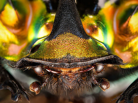 Phanaeus Imperator (male) - hat Last week I posted the female of this stunning dung beetle from Argentina:
https://www.jungledragon.com/image/113117/phanaeus_imperator_-_pose.html
Hereby a series on the male. Equally shiny and colorful with a massive horn on the head added. 

https://www.jungledragon.com/image/113642/phanaeus_imperator_male_-_lateral.html
https://www.jungledragon.com/image/113643/phanaeus_imperator_male_-_pose.html
https://www.jungledragon.com/image/113644/phanaeus_imperator_male_-_frontal.html
https://www.jungledragon.com/image/113645/phanaeus_imperator_male_-_hat.html
https://www.jungledragon.com/image/113647/phanaeus_imperator_male.html Extreme Macro,Extreme Macro Portraits,Phanaeus Imperator