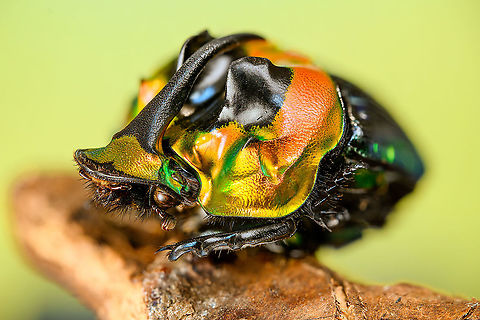 Phanaeus Imperator (male) Last week I posted the female of this stunning dung beetle from Argentina:
https://www.jungledragon.com/image/113117/phanaeus_imperator_-_pose.html
Hereby a series on the male. Equally shiny and colorful with a massive horn on the head added. 

https://www.jungledragon.com/image/113642/phanaeus_imperator_male_-_lateral.html
https://www.jungledragon.com/image/113643/phanaeus_imperator_male_-_pose.html
https://www.jungledragon.com/image/113644/phanaeus_imperator_male_-_frontal.html
https://www.jungledragon.com/image/113645/phanaeus_imperator_male_-_hat.html
https://www.jungledragon.com/image/113647/phanaeus_imperator_male.html Extreme Macro,Phanaeus Imperator