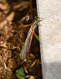 Large Red Damselfly, male, emerged One of the earliest damsels to emerge. This young male emerged in our garden. In the background (out of focus) is the actual exuviae, stuck to a small twig. They must have crawled out of my mini pond. Surprising, as it's tiny and I figured it to be void of much prey.

As I found it, it was still preparing for its first ever flight, but my approach did speed it up, some minuted later it was gone.
https://www.jungledragon.com/image/113657/large_red_damselfly_male_emerged_-_frontal.html Large Red Damselfly,Macro,Pyrrhosoma nymphula