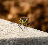 Large Red Damselfly, male, emerged - frontal Freshly emerged from our pond, details here:<br />
https://www.jungledragon.com/image/113656/large_red_damselfly_male_emerged.html Large Red Damselfly,Macro,Pyrrhosoma nymphula