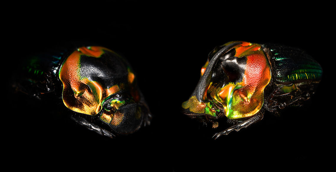 Phanaeus Imperator - female and male Composed from two photos, just to show a side by side comparison. The male is easy to recognize by its massive horn.<br />
<br />
Series of the female:<br />
<figure class="photo"><a href="https://www.jungledragon.com/image/113117/phanaeus_imperator_-_pose.html" title="Phanaeus Imperator - pose"><img src="https://s3.amazonaws.com/media.jungledragon.com/images/2/113117_thumb.jpg?AWSAccessKeyId=05GMT0V3GWVNE7GGM1R2&Expires=1759968010&Signature=AzZ6g45Hdod8AXtZMm7o1g1BFW8%3D" width="200" height="134" alt="Phanaeus Imperator - pose Specimen. A colorful and very shiny dung beetle originally from Argentina. This is the female. The male has a massive horn on its head. I have the male specimen too, but still need to process it. Note the big difference in color perceptions depending on the angle of the light hitting it.<br />
https://www.jungledragon.com/image/113116/phanaeus_imperator.html<br />
https://www.jungledragon.com/image/113117/phanaeus_imperator_-_pose.html<br />
https://www.jungledragon.com/image/113118/phanaeus_imperator_-_lateral.html<br />
https://www.jungledragon.com/image/113119/phanaeus_imperator.html<br />
https://www.jungledragon.com/image/113120/phanaeus_imperator_-_frontal.html<br />
https://www.jungledragon.com/image/113121/phanaeus_imperator_-_lateral_2.html Macro,Phanaeus Imperator" /></a></figure><br />
Series of the male:<br />
<br />
<figure class="photo"><a href="https://www.jungledragon.com/image/113643/phanaeus_imperator_male_-_pose.html" title="Phanaeus Imperator (male) - pose"><img src="https://s3.amazonaws.com/media.jungledragon.com/images/2/113643_thumb.jpg?AWSAccessKeyId=05GMT0V3GWVNE7GGM1R2&Expires=1759968010&Signature=8kcAab%2Fovo83pFcuR2LldpJCfmA%3D" width="200" height="134" alt="Phanaeus Imperator (male) - pose Last week I posted the female of this stunning dung beetle from Argentina:<br />
https://www.jungledragon.com/image/113117/phanaeus_imperator_-_pose.html<br />
Hereby a series on the male. Equally shiny and colorful with a massive horn on the head added. <br />
<br />
https://www.jungledragon.com/image/113642/phanaeus_imperator_male_-_lateral.html<br />
https://www.jungledragon.com/image/113643/phanaeus_imperator_male_-_pose.html<br />
https://www.jungledragon.com/image/113644/phanaeus_imperator_male_-_frontal.html<br />
https://www.jungledragon.com/image/113645/phanaeus_imperator_male_-_hat.html<br />
https://www.jungledragon.com/image/113647/phanaeus_imperator_male.html Macro,Phanaeus Imperator" /></a></figure> Macro,Phanaeus Imperator