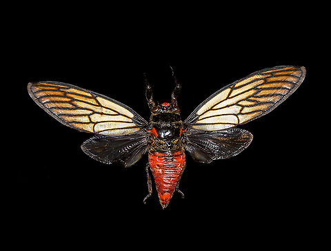 Huechys Incarnata - dorsal Specimen. Not very happy with the specimen quality or my photos, but posting it anyway for the sake of species registration.
https://www.jungledragon.com/image/113757/hueschys_incarnata_-_lateral.html
https://www.jungledragon.com/image/113758/hueschys_incarnata_-_pose.html
https://www.jungledragon.com/image/113759/hueschys_incarnata_-_frontal.html Huechys Incarnata,Macro