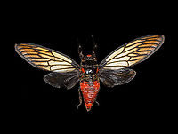 Huechys Incarnata - dorsal Specimen. Not very happy with the specimen quality or my photos, but posting it anyway for the sake of species registration.<br />
https://www.jungledragon.com/image/113757/hueschys_incarnata_-_lateral.html<br />
https://www.jungledragon.com/image/113758/hueschys_incarnata_-_pose.html<br />
https://www.jungledragon.com/image/113759/hueschys_incarnata_-_frontal.html Huechys Incarnata,Macro