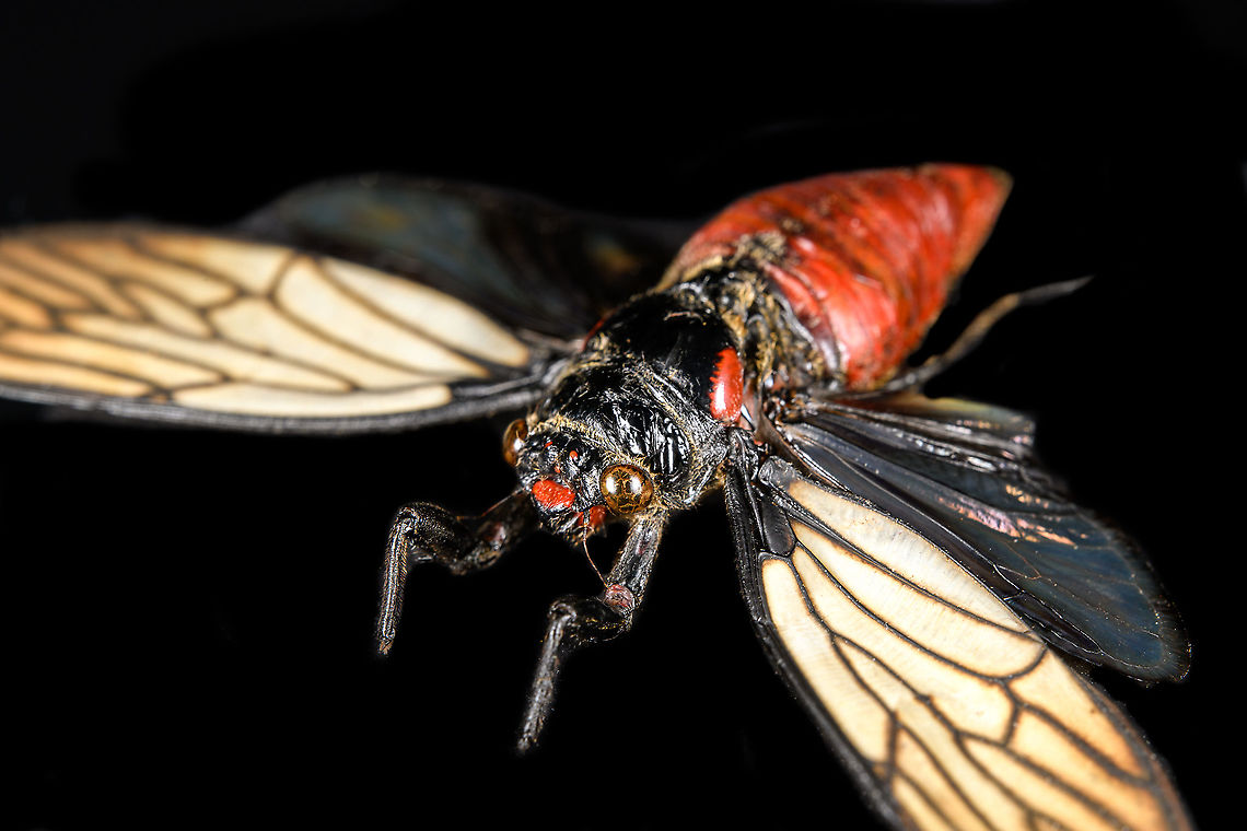 Huechys Incarnata - pose Specimen. Not very happy with the specimen quality or my photos, but posting it anyway for the sake of species registration.<br />
<figure class="photo"><a href="https://www.jungledragon.com/image/113757/huechys_incarnata_-_dorsal.html" title="Huechys Incarnata - dorsal"><img src="https://s3.amazonaws.com/media.jungledragon.com/images/2/113757_thumb.jpg?AWSAccessKeyId=05GMT0V3GWVNE7GGM1R2&Expires=1759968010&Signature=gb8IMAM2Hw0gXpO8f%2BGiusc6Afs%3D" width="200" height="152" alt="Huechys Incarnata - dorsal Specimen. Not very happy with the specimen quality or my photos, but posting it anyway for the sake of species registration.<br />
https://www.jungledragon.com/image/113757/hueschys_incarnata_-_lateral.html<br />
https://www.jungledragon.com/image/113758/hueschys_incarnata_-_pose.html<br />
https://www.jungledragon.com/image/113759/hueschys_incarnata_-_frontal.html Huechys Incarnata,Macro" /></a></figure><br />
<figure class="photo"><a href="https://www.jungledragon.com/image/113758/huechys_incarnata_-_pose.html" title="Huechys Incarnata - pose"><img src="https://s3.amazonaws.com/media.jungledragon.com/images/2/113758_thumb.jpg?AWSAccessKeyId=05GMT0V3GWVNE7GGM1R2&Expires=1759968010&Signature=5LdDcL%2FjV2b%2Fw82sU93HsoT%2B09M%3D" width="200" height="134" alt="Huechys Incarnata - pose Specimen. Not very happy with the specimen quality or my photos, but posting it anyway for the sake of species registration.<br />
https://www.jungledragon.com/image/113757/hueschys_incarnata_-_lateral.html<br />
https://www.jungledragon.com/image/113758/hueschys_incarnata_-_pose.html<br />
https://www.jungledragon.com/image/113759/hueschys_incarnata_-_frontal.html Huechys Incarnata,Macro" /></a></figure><br />
<figure class="photo"><a href="https://www.jungledragon.com/image/113759/huechys_incarnata_-_frontal.html" title="Huechys Incarnata - frontal"><img src="https://s3.amazonaws.com/media.jungledragon.com/images/2/113759_thumb.jpg?AWSAccessKeyId=05GMT0V3GWVNE7GGM1R2&Expires=1759968010&Signature=8YbGYWy1LIc5nucVzjYE%2BSN7SDc%3D" width="200" height="108" alt="Huechys Incarnata - frontal Specimen. Not very happy with the specimen quality or my photos, but posting it anyway for the sake of species registration.<br />
https://www.jungledragon.com/image/113757/hueschys_incarnata_-_lateral.html<br />
https://www.jungledragon.com/image/113758/hueschys_incarnata_-_pose.html<br />
https://www.jungledragon.com/image/113759/hueschys_incarnata_-_frontal.html Huechys Incarnata,Macro" /></a></figure> Huechys Incarnata,Macro
