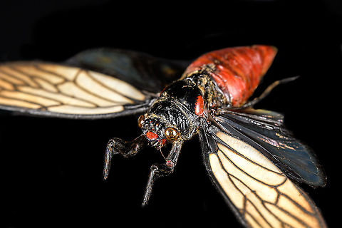 Huechys Incarnata - pose Specimen. Not very happy with the specimen quality or my photos, but posting it anyway for the sake of species registration.
https://www.jungledragon.com/image/113757/hueschys_incarnata_-_lateral.html
https://www.jungledragon.com/image/113758/hueschys_incarnata_-_pose.html
https://www.jungledragon.com/image/113759/hueschys_incarnata_-_frontal.html Huechys Incarnata,Macro