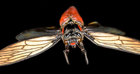 Huechys Incarnata - frontal Specimen. Not very happy with the specimen quality or my photos, but posting it anyway for the sake of species registration.
https://www.jungledragon.com/image/113757/hueschys_incarnata_-_lateral.html
https://www.jungledragon.com/image/113758/hueschys_incarnata_-_pose.html
https://www.jungledragon.com/image/113759/hueschys_incarnata_-_frontal.html Huechys Incarnata,Macro