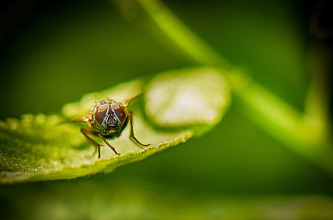 Musca autumnalis front view I had to go HDR on this one, as the difference between light and dark was too large. Autumn house fly,Geotagged,Heesch,Macro,Musca autumnalis,The Netherlands