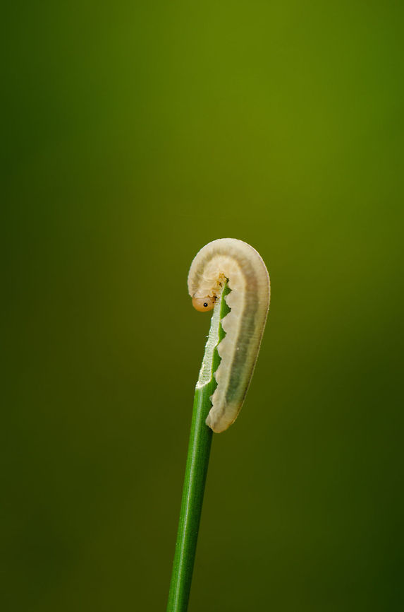 Sawfly larva Dolerus  - eating down, Netherlands This larvae of a sawfly is literally eating itself down. Spotted near a pond in the south of the Netherlands. Geotagged,Heesch,Macro,The Netherlands
