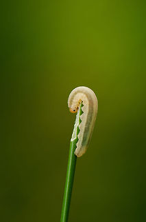 Sawfly larva Dolerus  - eating down, Netherlands This larvae of a sawfly is literally eating itself down. Spotted near a pond in the south of the Netherlands. Geotagged,Heesch,Macro,The Netherlands