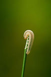 Sawfly larva Dolerus  - eating down, Netherlands This larvae of a sawfly is literally eating itself down. Spotted near a pond in the south of the Netherlands. Geotagged,Heesch,Macro,The Netherlands